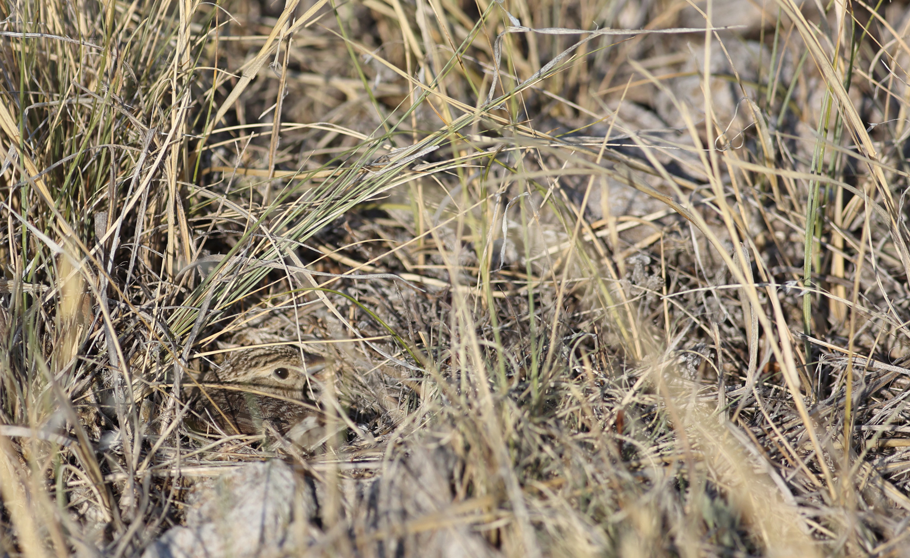 A chestnut-collared longspur bird concealed in grasses, incubating the eggs in her nest