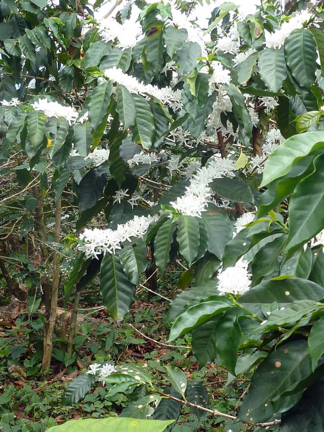 numerous white flowers along branches of coffee shrub