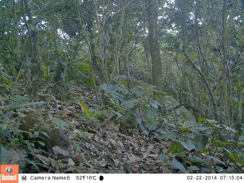 small brown rodent on forest floor