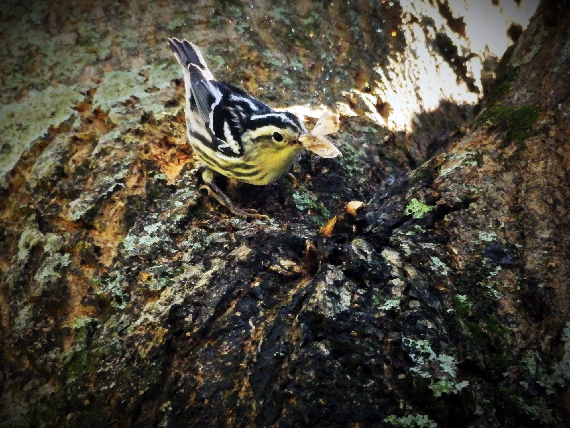 small black and white striped bird on tree trunk holding a moth in its beak