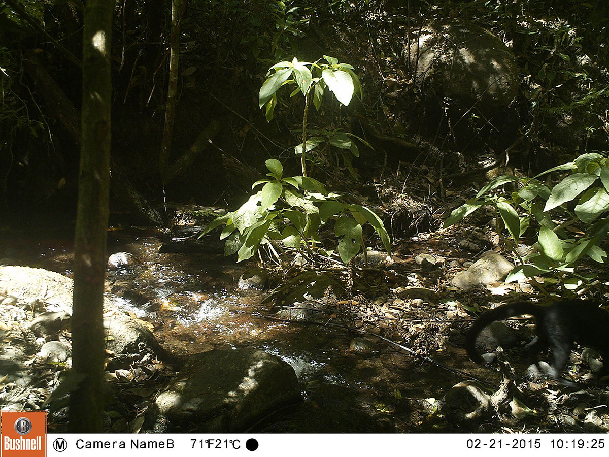jungle scene with black tail visible in lower right of picture