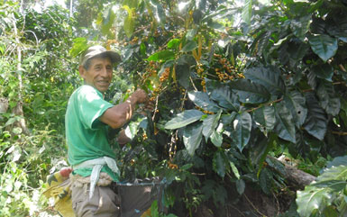 Mr. Concepción Illanes during the 2015 harvest, in his Bird Friendly coffee plot