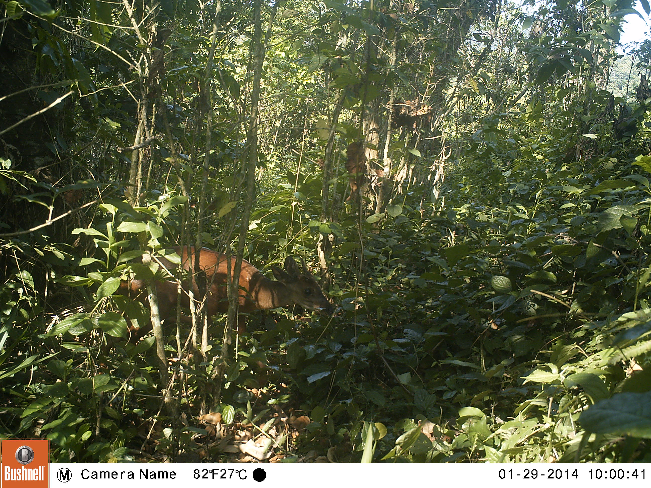 small brown deer in dense forest