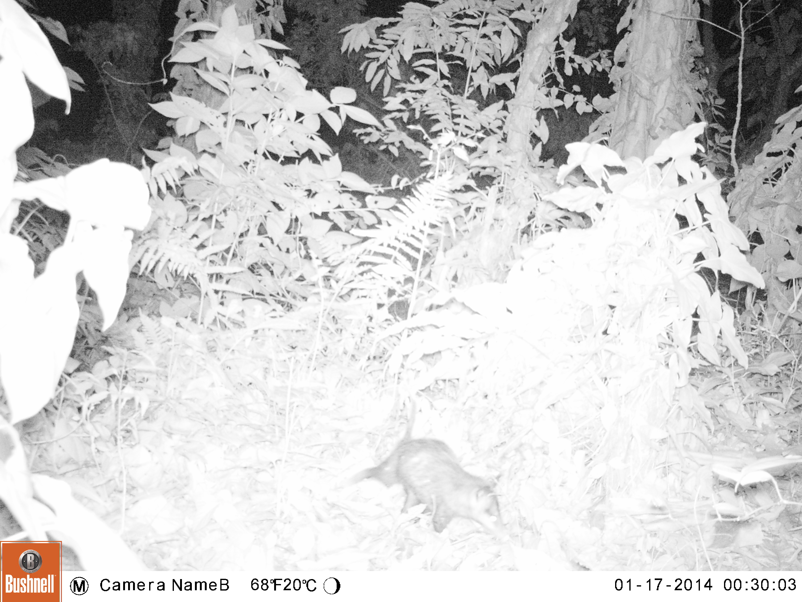 black and white photo of an opossum walking through the forest