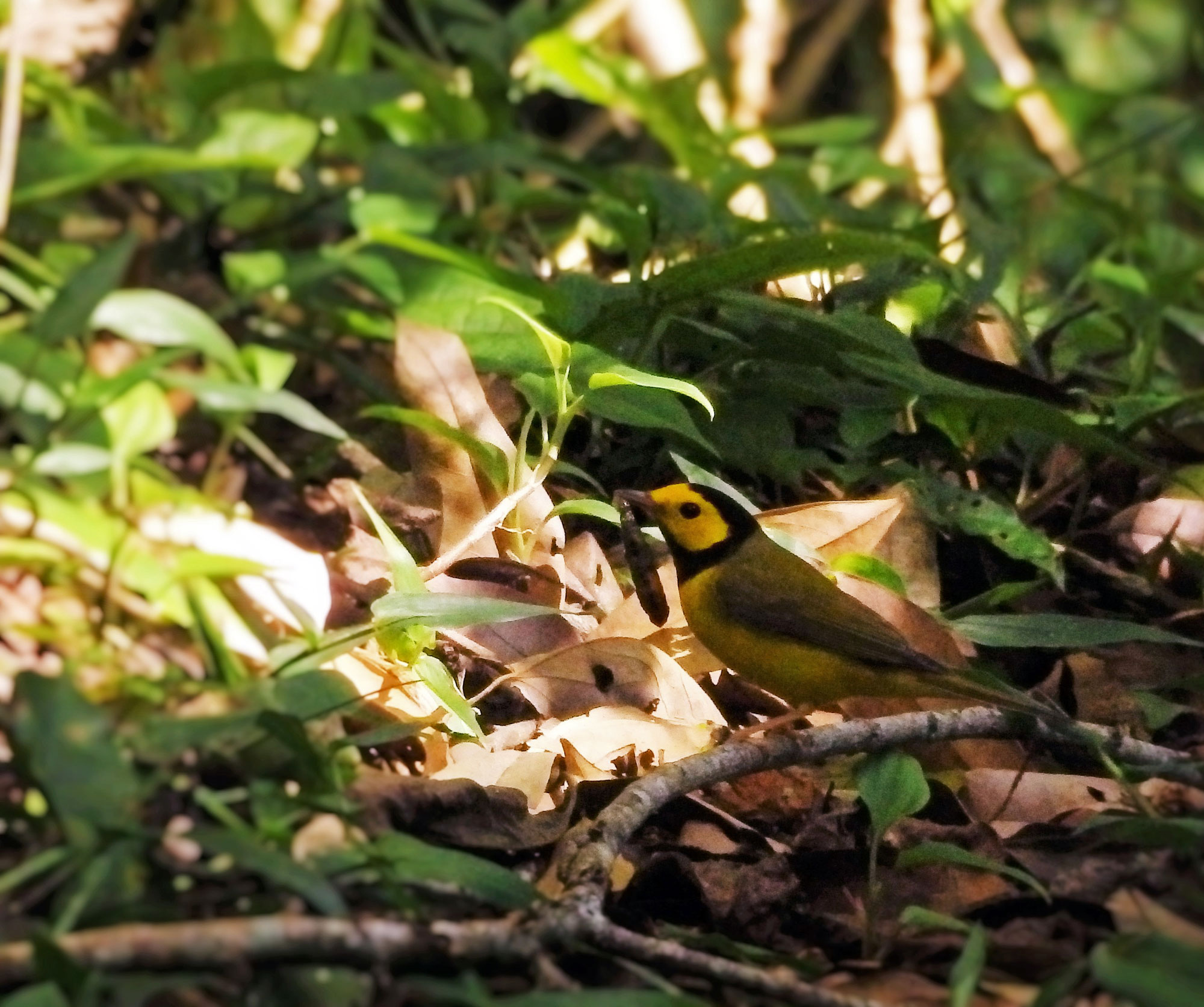 small yellow bird on forest floor with grub in its beak