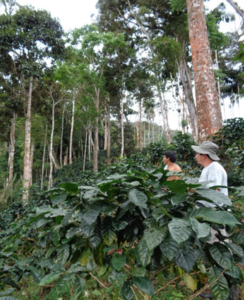 Concepción's coffee plot being inspected during APROSELVA's 
internal inspection for Bird Friendly certification