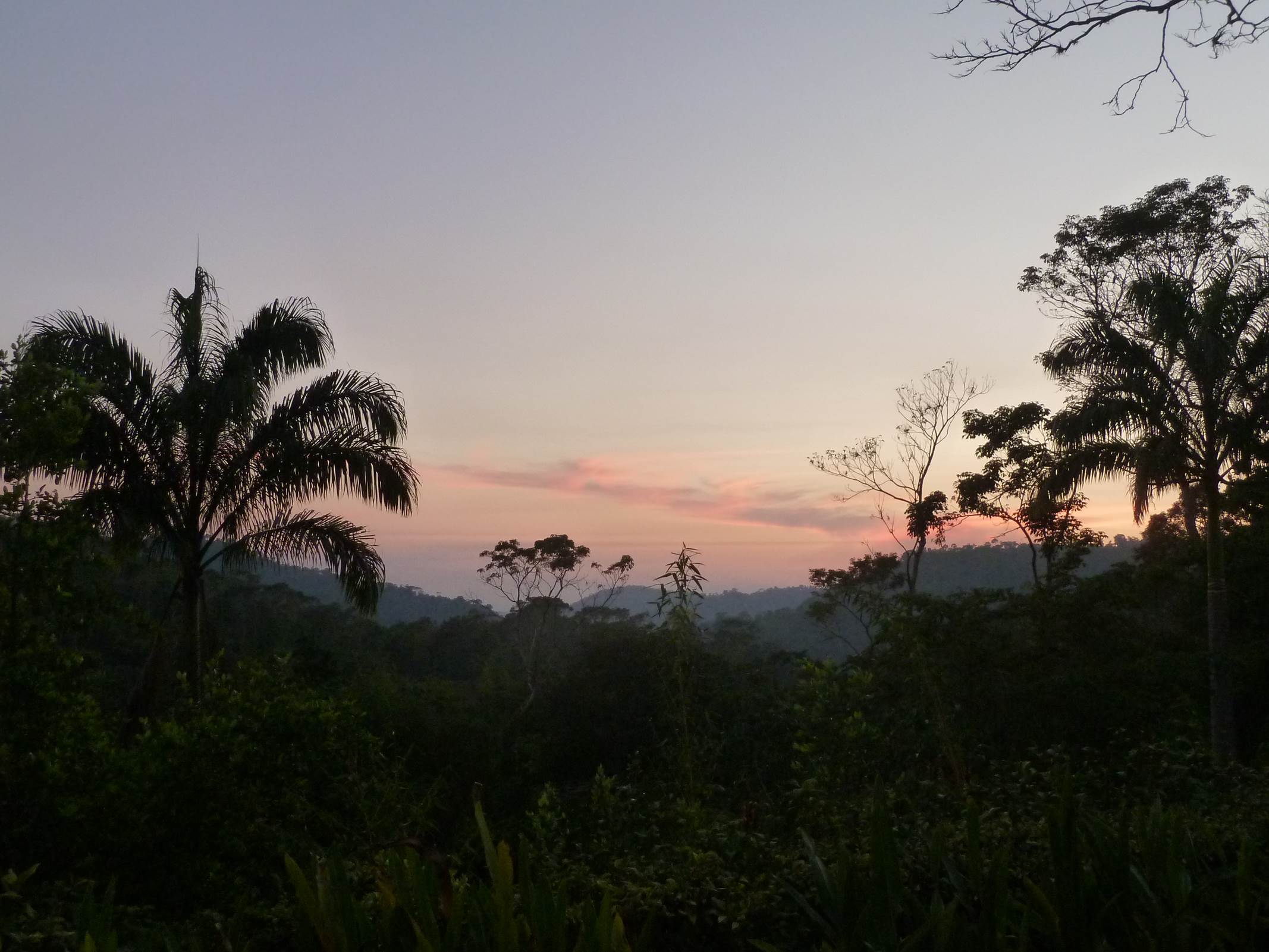 colorful sky over a jungle canopy