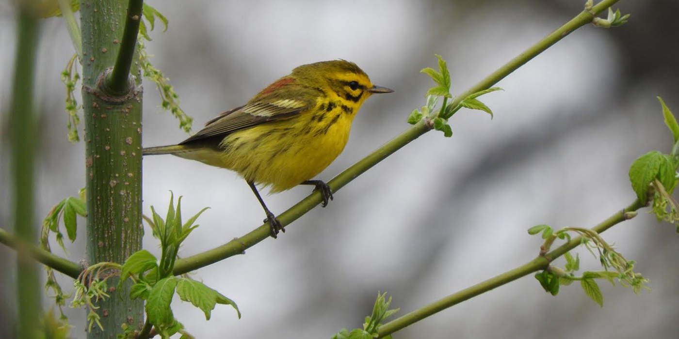 A small, yellow bird with some black and orange feathers, called a prairie warbler, perched on a green branch