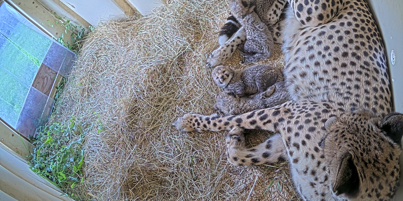 Cheetah mom Echo cuddles with her litter of five cubs.