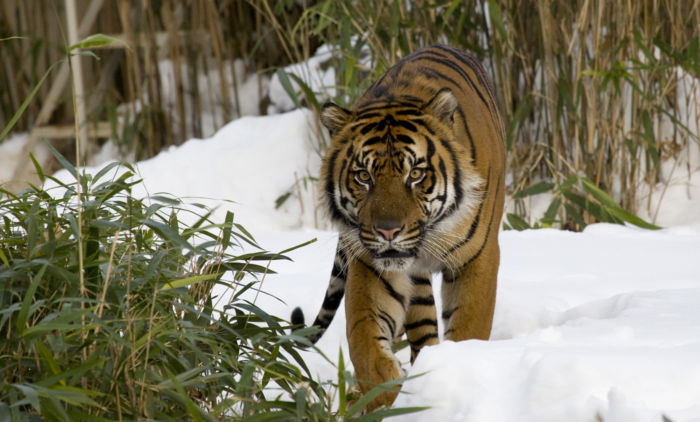 Sumatran tiger looking at camera