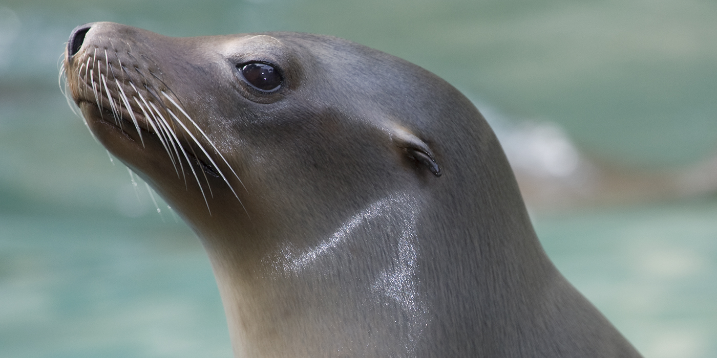 california sea lion