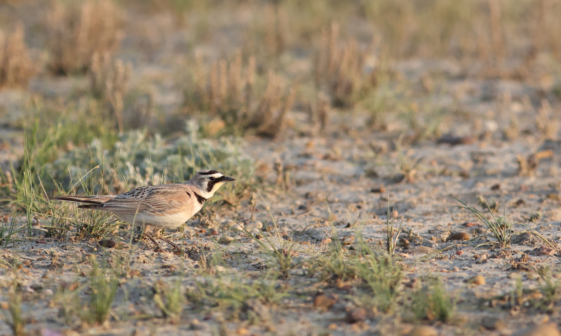 A horned lark bird walks across an area with dirt and patches of short grass on Montana's prairie