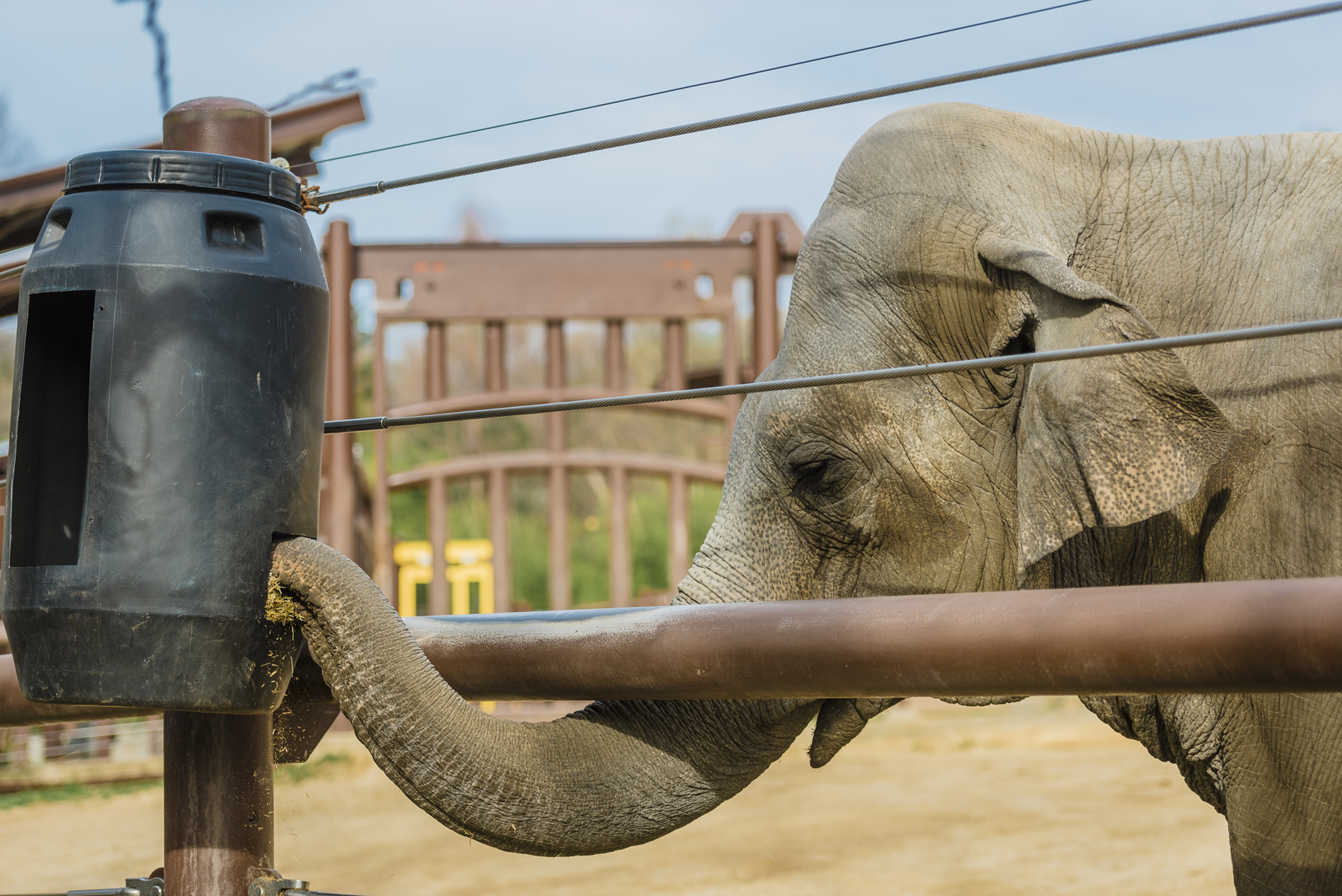 Asian elephant Maharani forages for hay from an enrichment feeder.