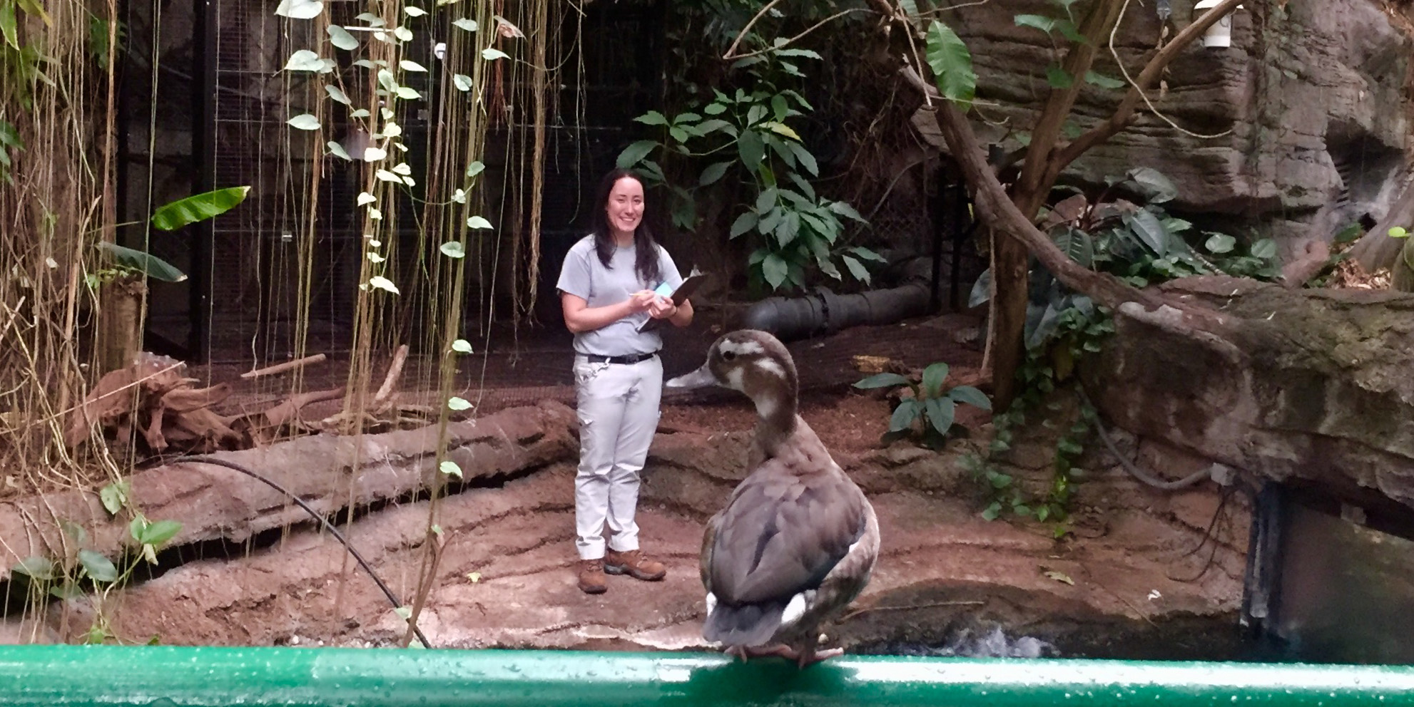 Amazonia keeper Hilary Colton recall trains the 13 free-flighted birds in the exhibit.