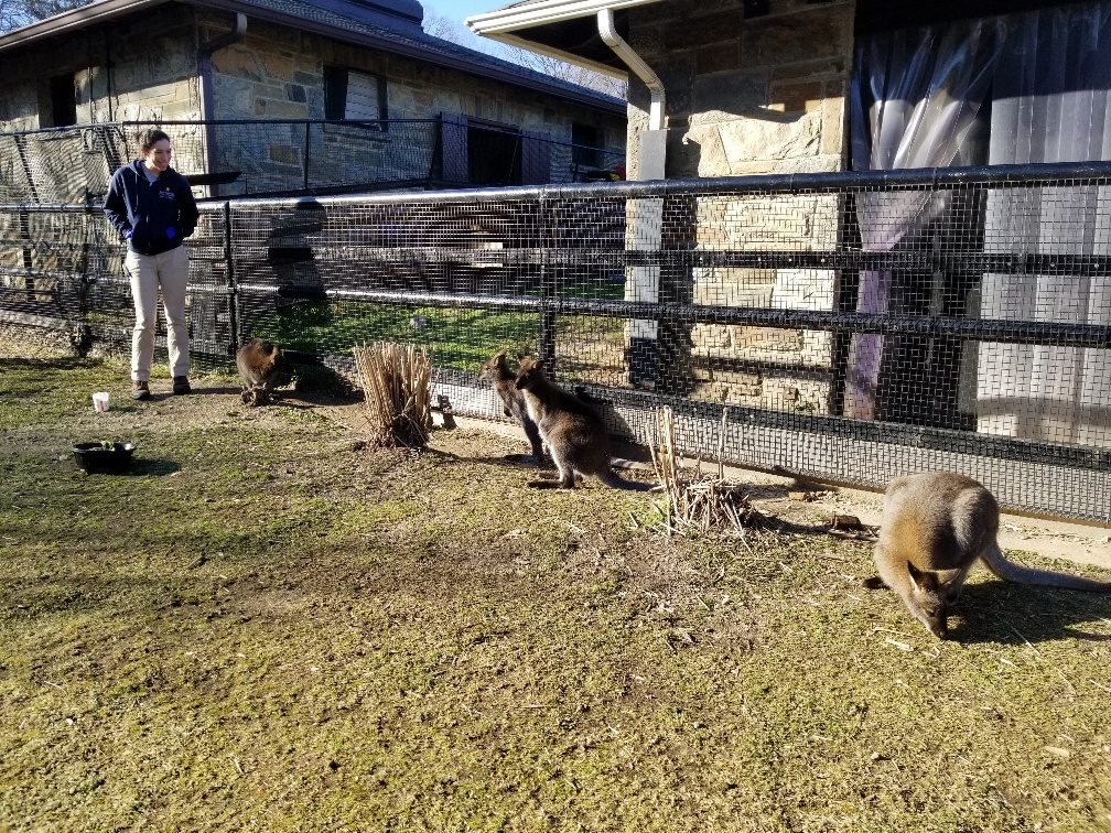 Small Mammal House keeper, Esther, stands near the Zoo's four Bennet's Wallabies