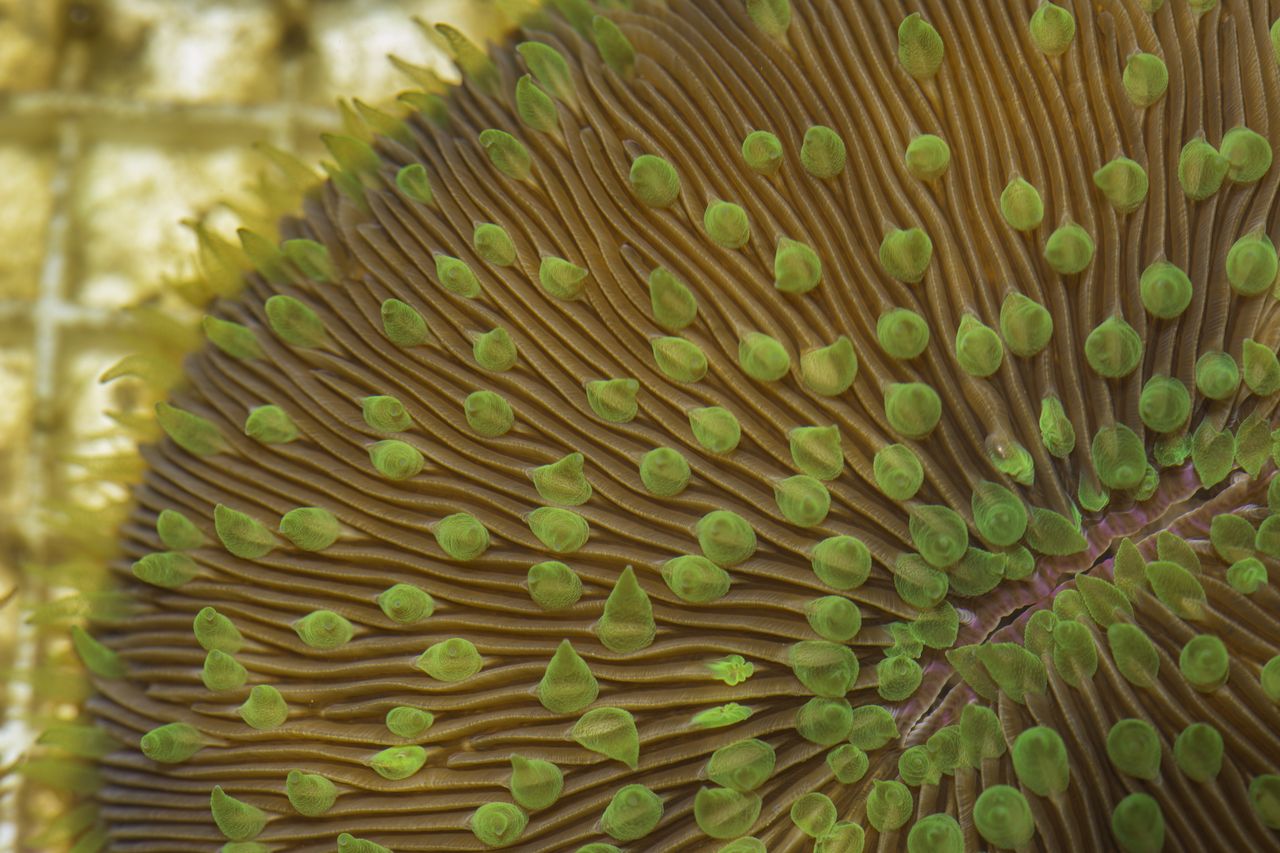 Adult mushroom coral (F. scutaria). Adult mushroom coral.