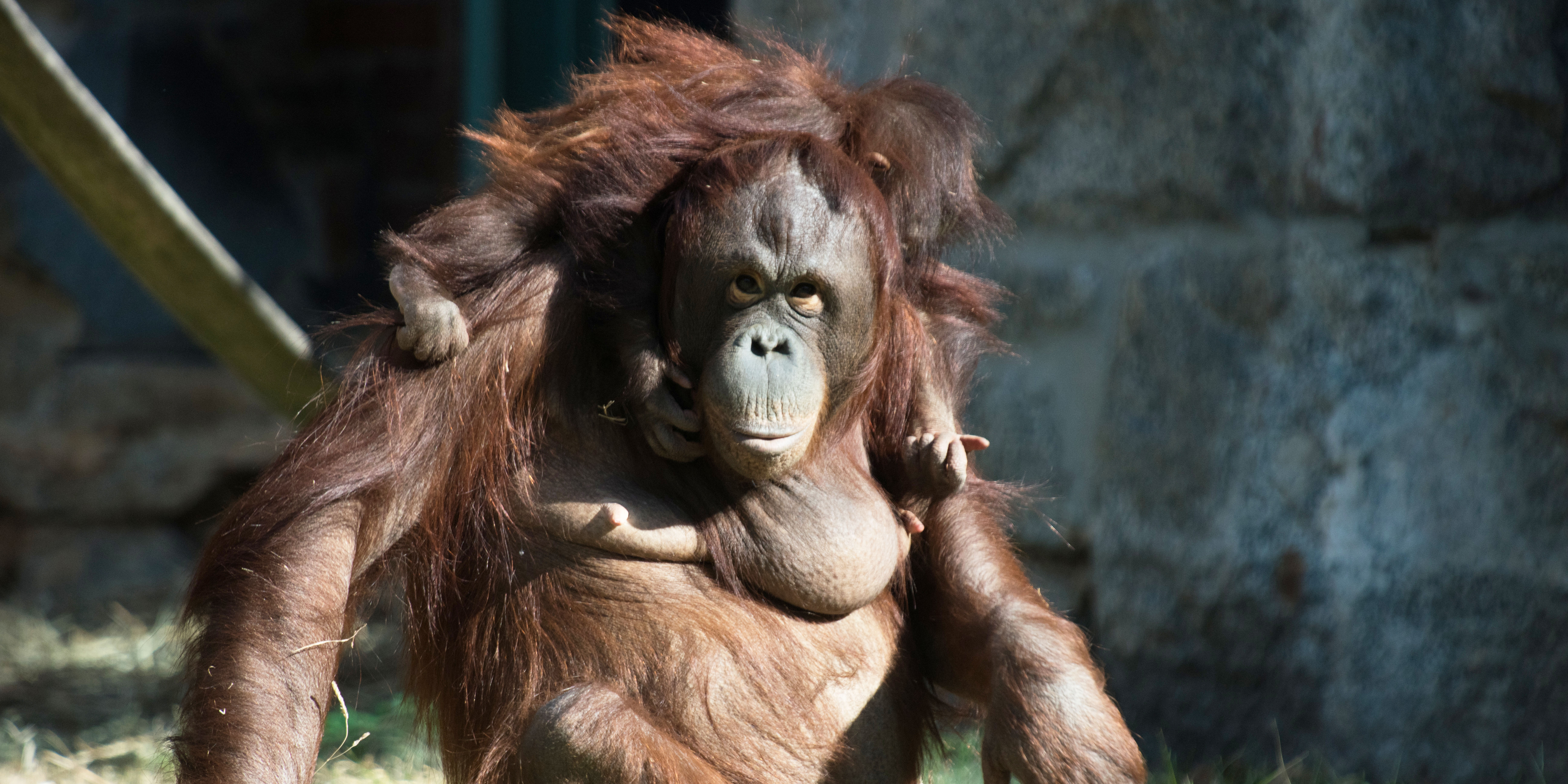 Orangutans Batang and Redd at the Smithsonian's National Zoo's Think tank exhibit.