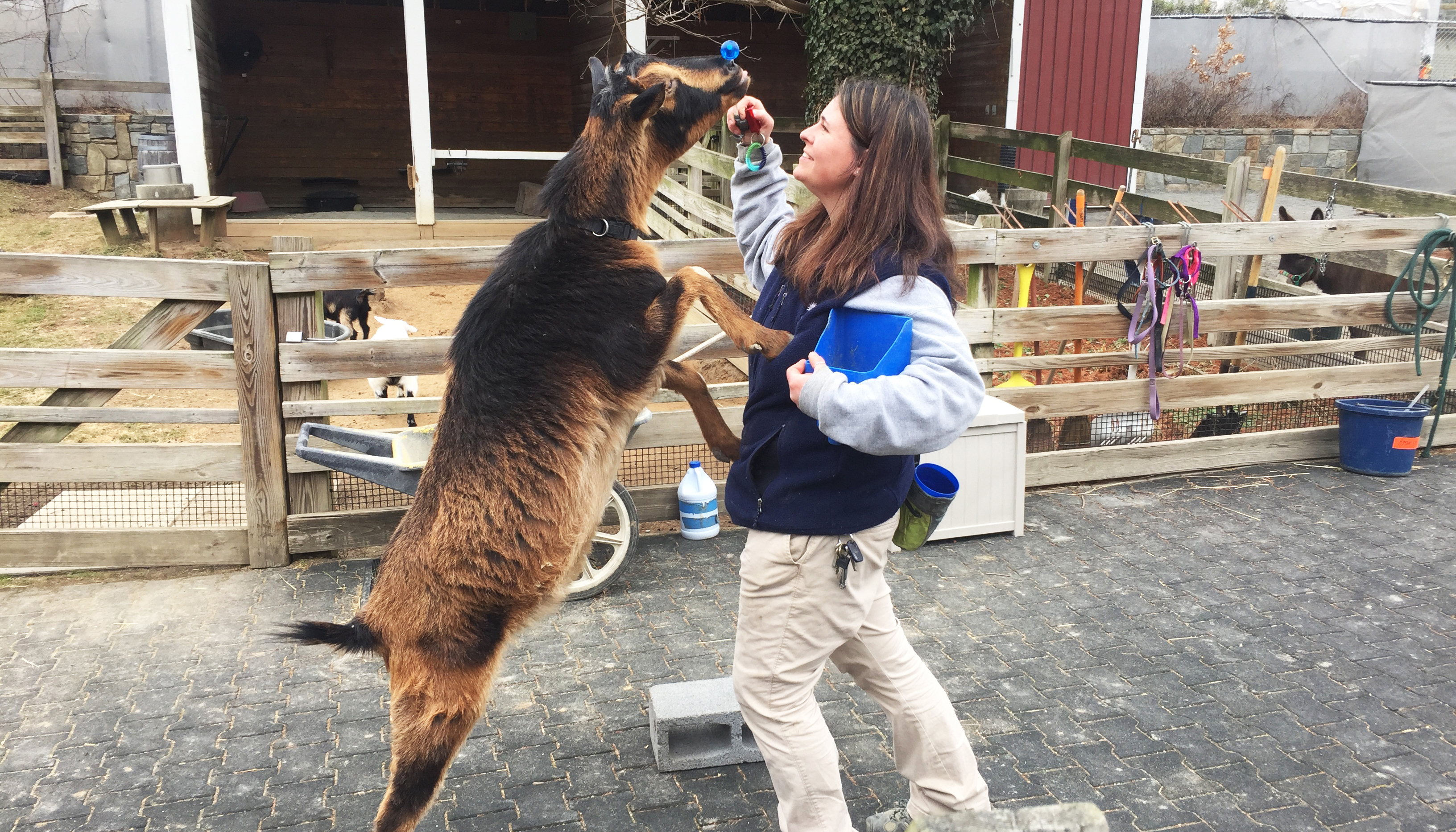 Keeper Nikki Maticic conducts a training session with goat Mortimer. 