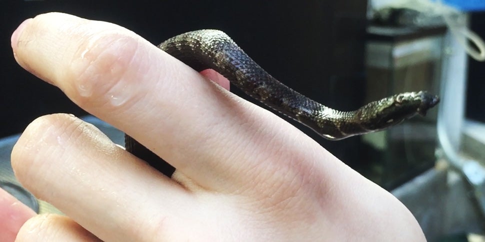 A tentacled snake baby being held in someone's hand