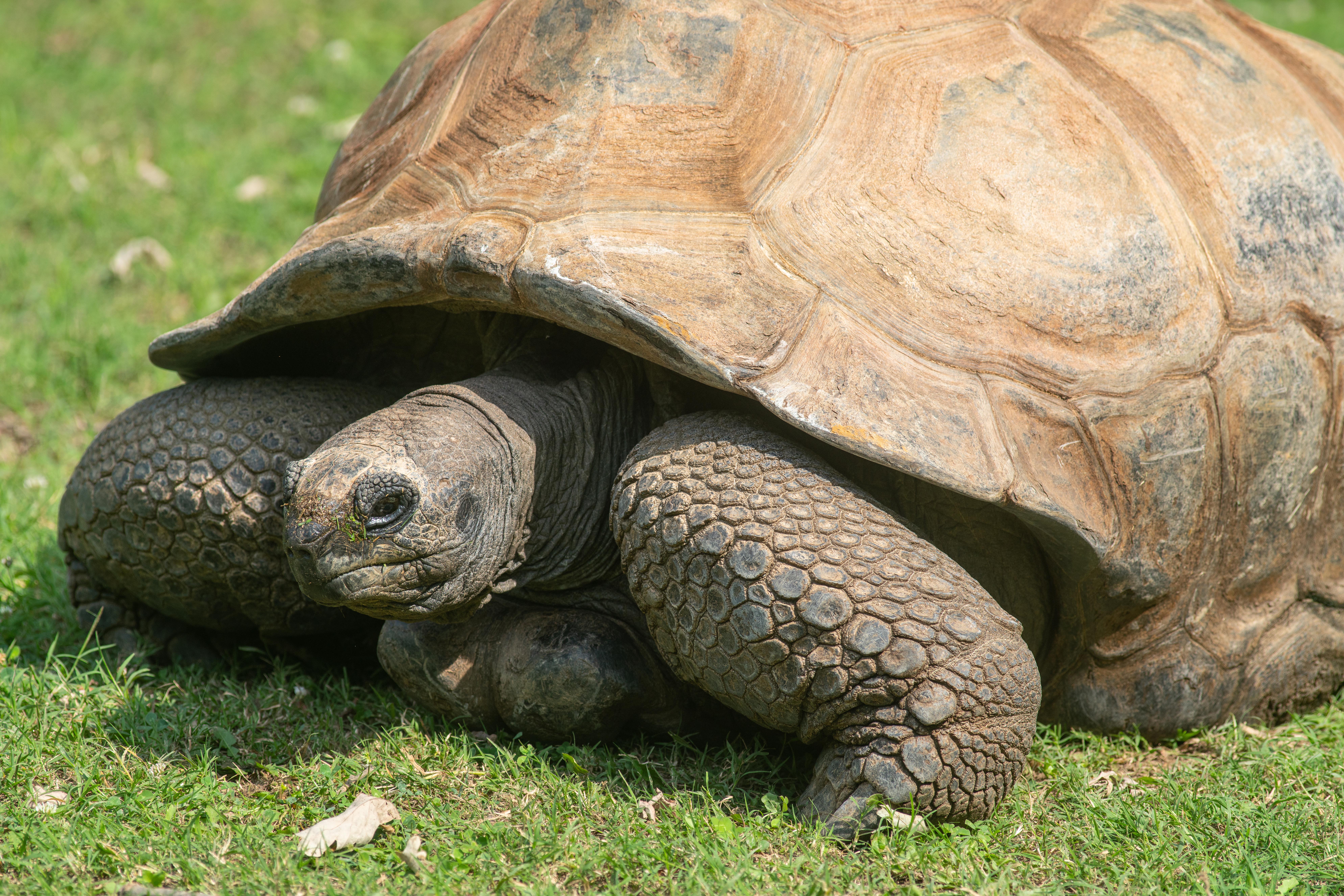 An Aldabra tortoise suns himself on the grass outside.