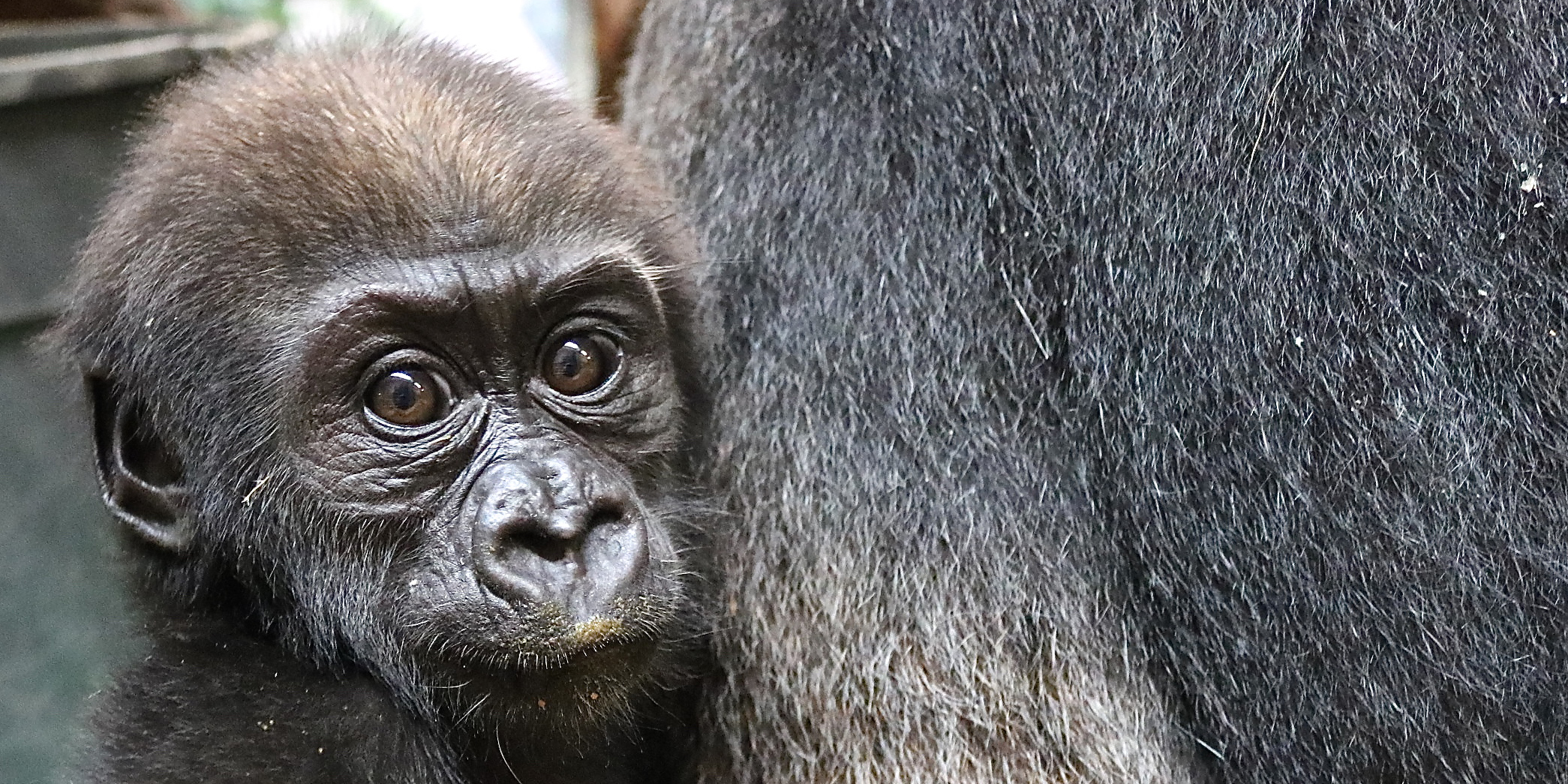 Western lowland gorilla Moke at 23 weeks old.