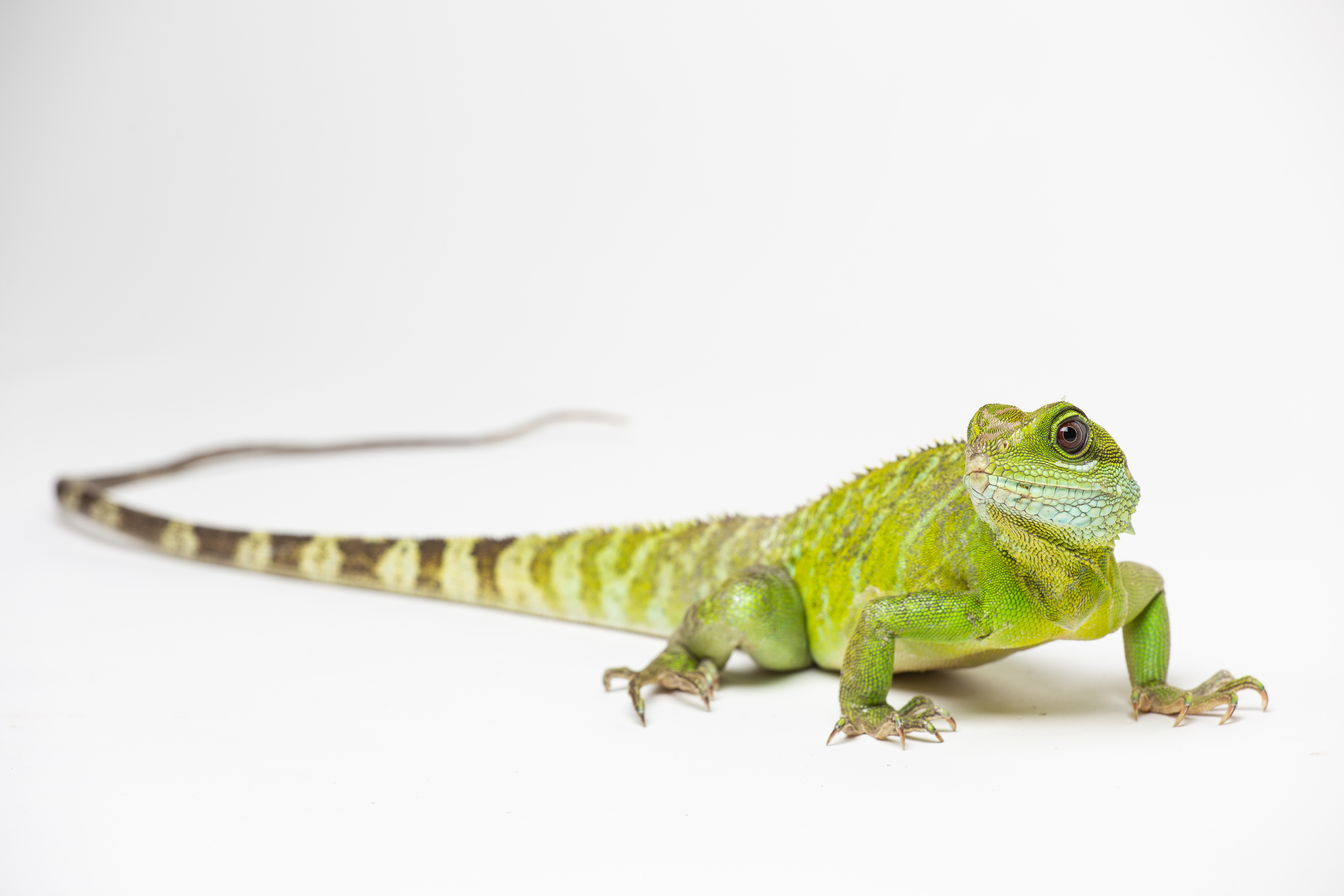 Asian water dragon daughter. 