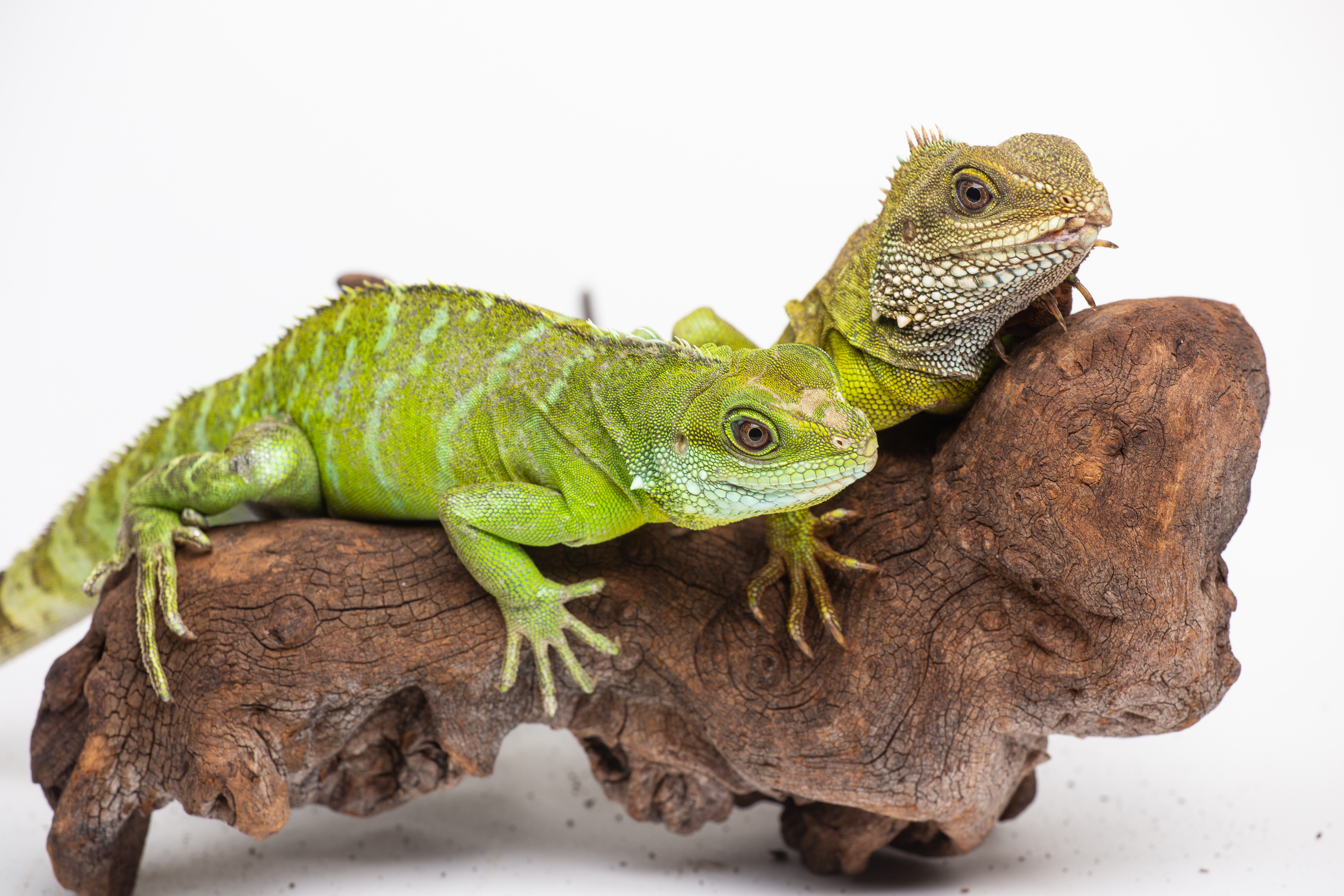 Asian water dragon mother (top) and parthenogenic offspring (bottom).