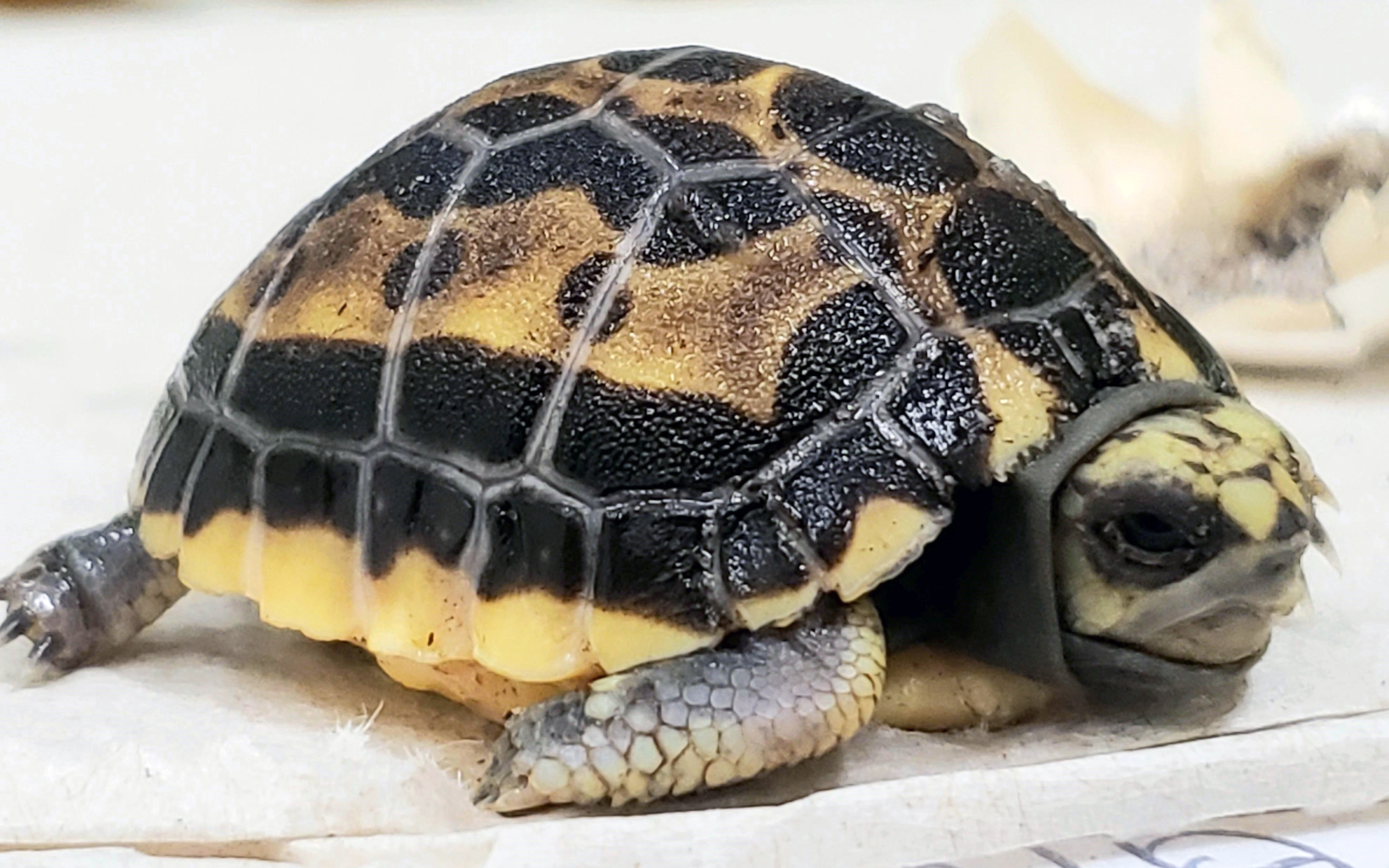 This spider tortoise hatched July 5, 2020, at the Reptile Discovery Center. 