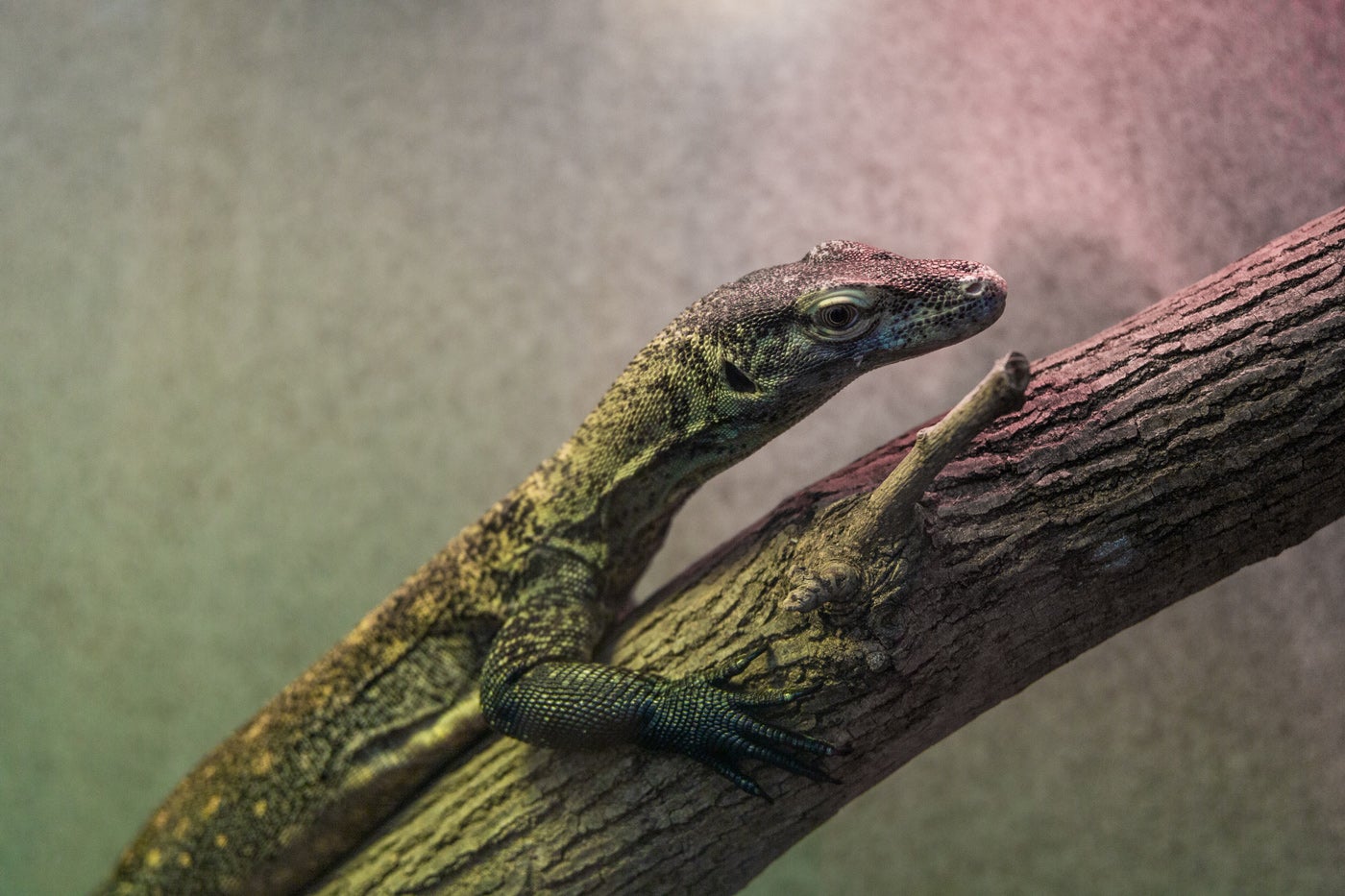 A young Komodo dragon (monitor lizard) with a long, slender body resting on a tree branch