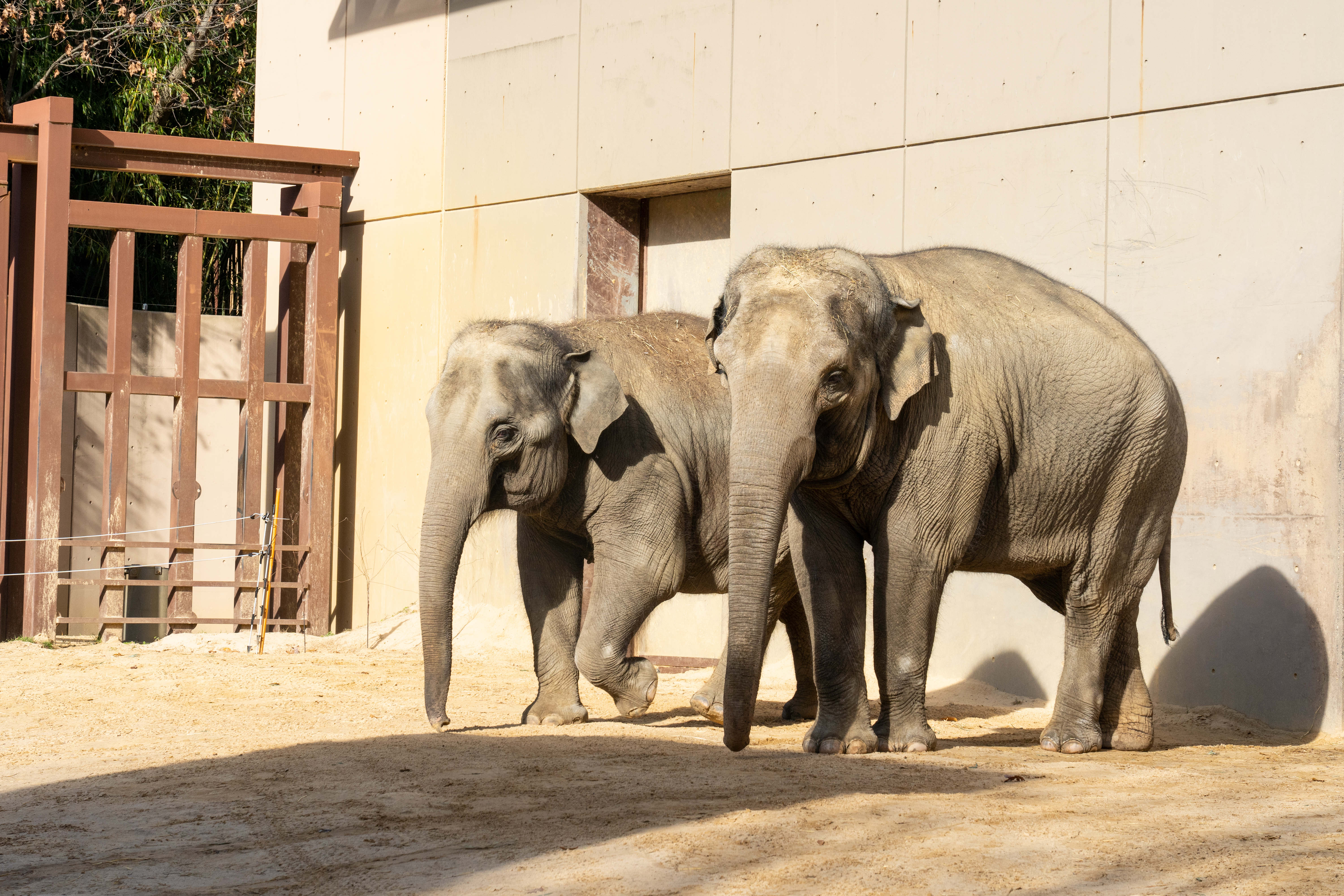 Two new female Asian elephants, 19-year-old Trong Nhi (right) and her daughter, 9-year-old Nhi Linh (left), are now on public view at the Smithsonian’s National Zoo and Conservation Biology Institute in Washington, D.C. Two Asian female elephants.