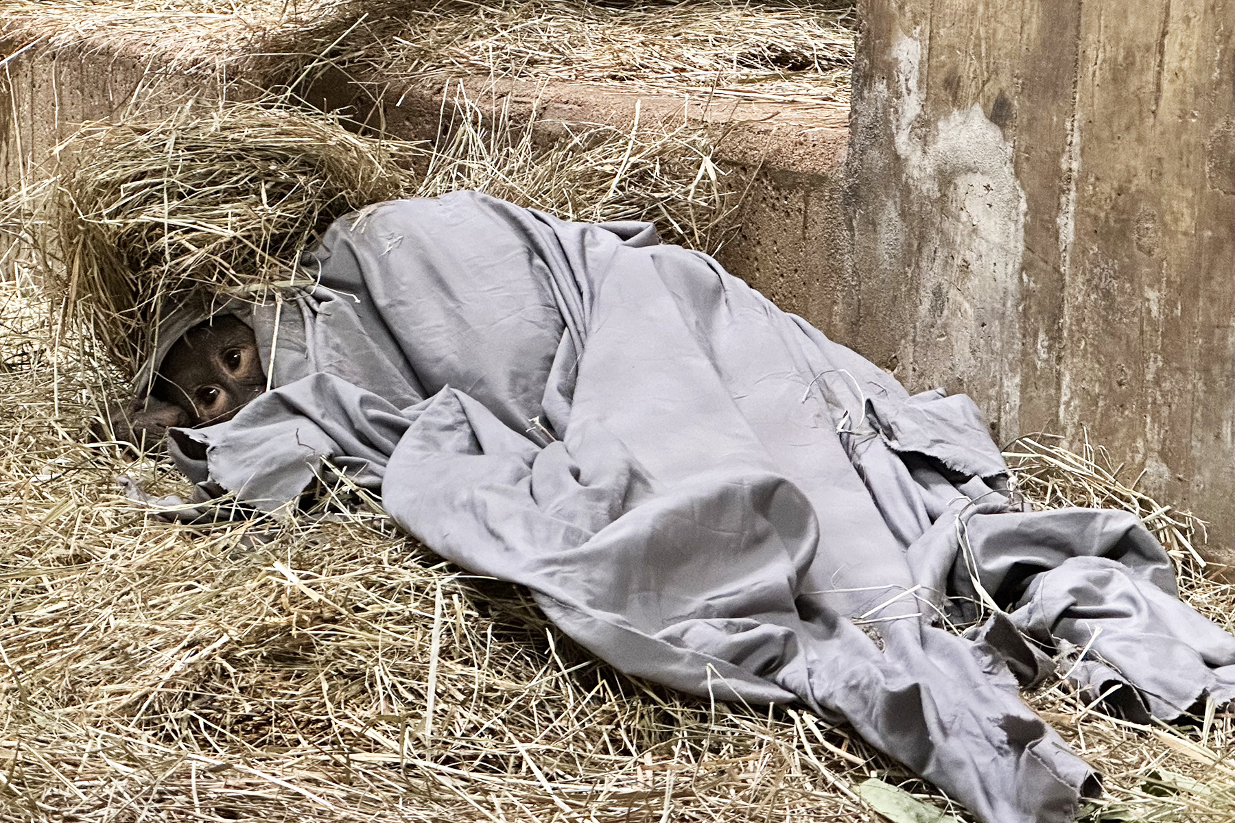 Bornean orangutan Redd all bundled up in sheets at the Great Ape House.