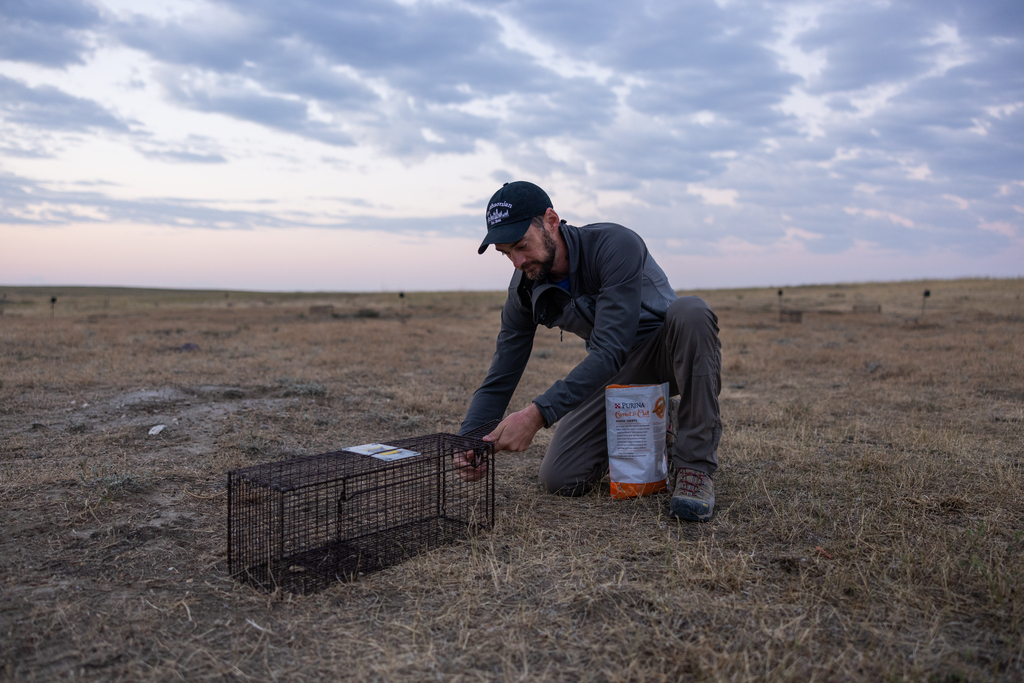 Smithsonian ecologist Jesse Boulerice sets a trap for wild prairie dogs at American Prairie. Photo credit: Roshan Patel, Smithsonian’s National Zoo and Conservation Biology Institute. Photo of scientist Jesse Boulerice setting a humane trap for prairie dogs on an open plain.