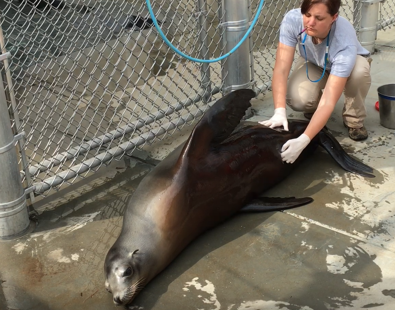 American Trail keeper Chelsea Grubb trains sea lion Calli for radiographs.
