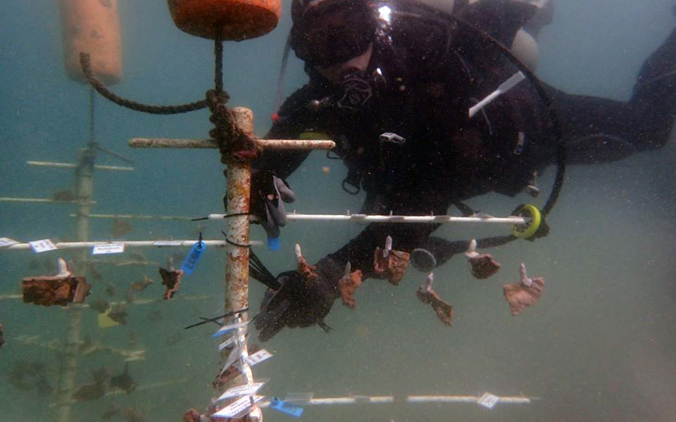 Suspended from a “tree” above the sea floor, these corals are teaching Smithsonian Conservation Biology Institute scientist Mike Henley whether corals grown in warmer waters fare better than their cold-water counterparts.
