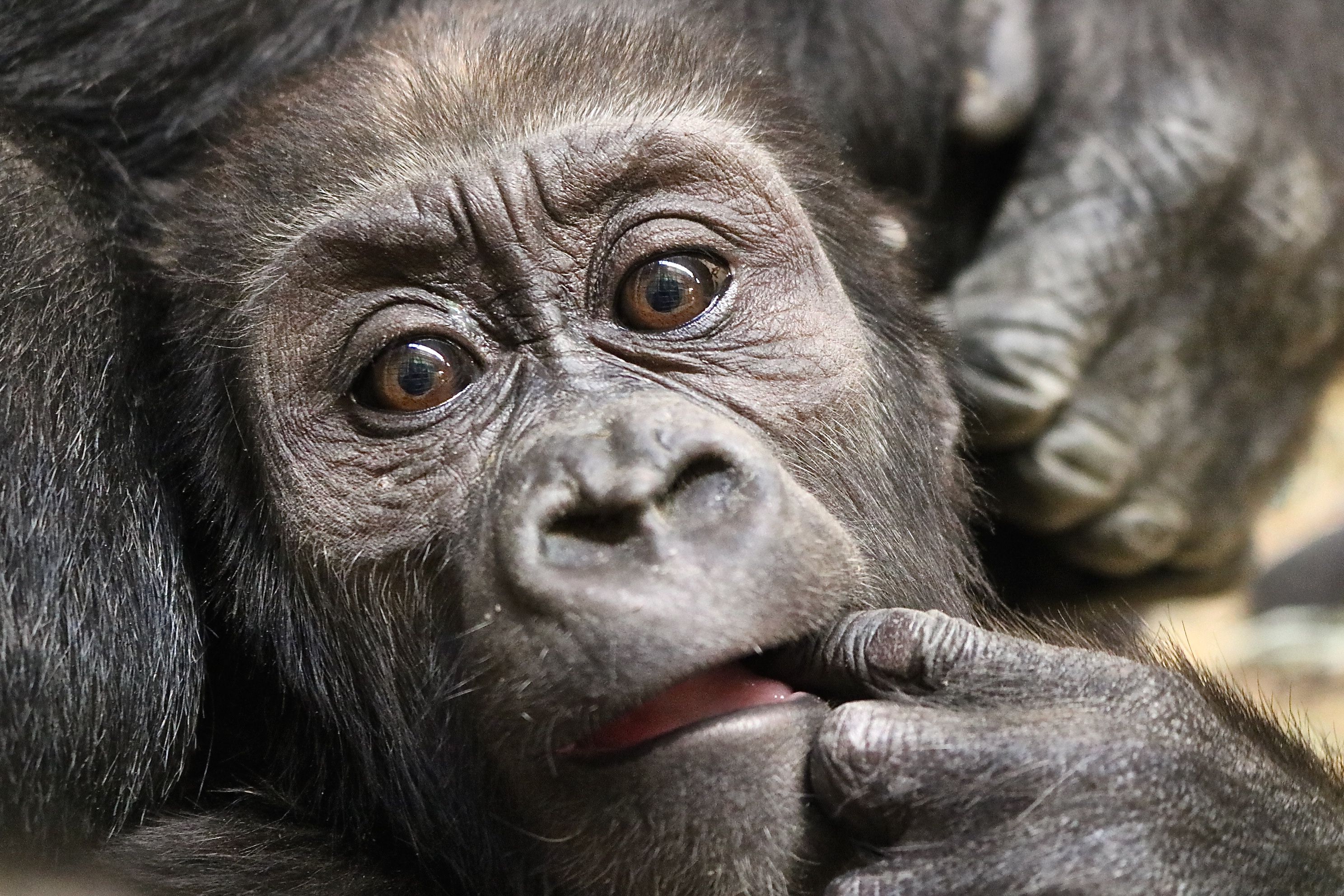 Moke, the Zoo's 9-month-old western lowland gorilla at the Great Ape House.