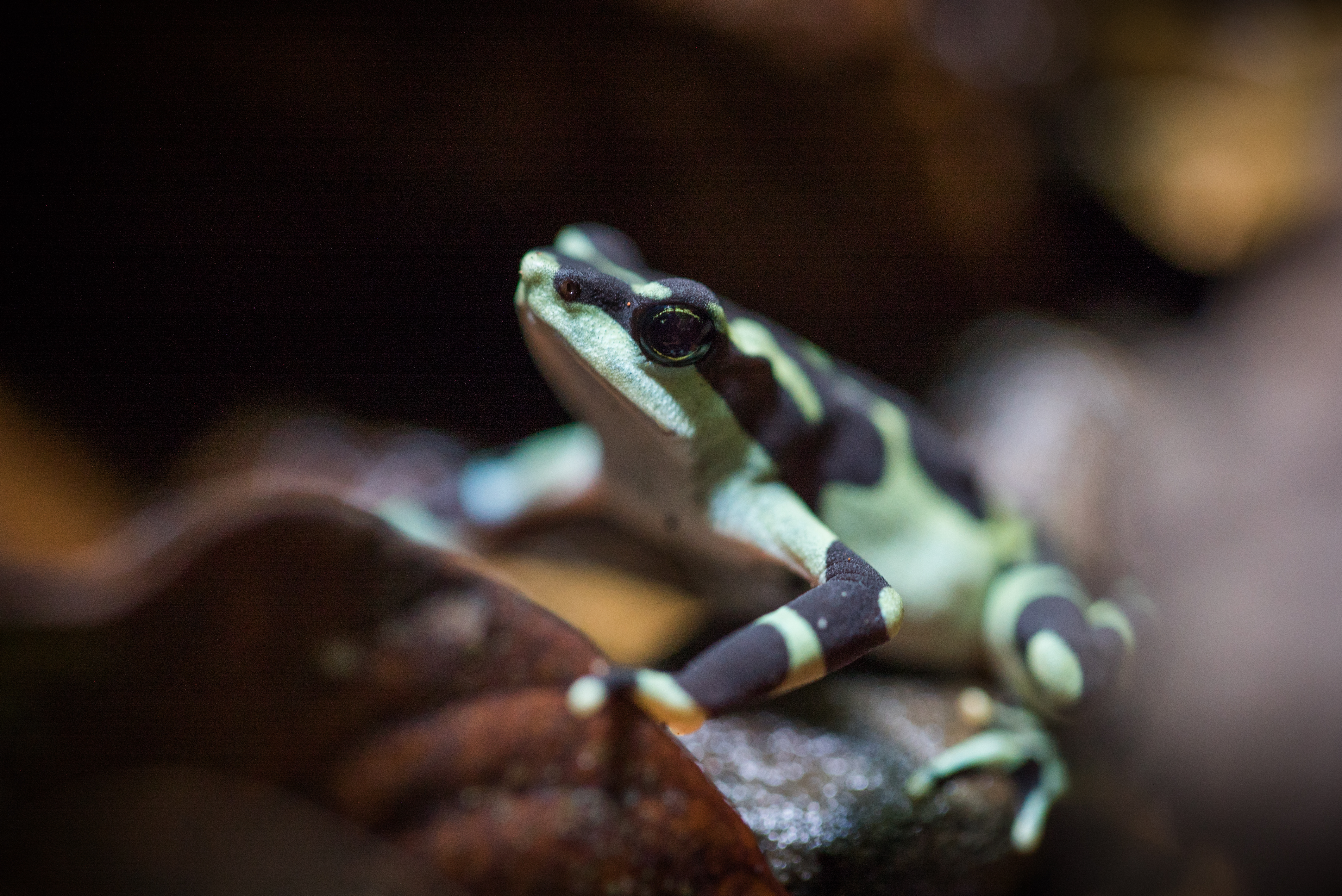 A limosa harlequin frog, a tiny brown and green frog native to Panama. 