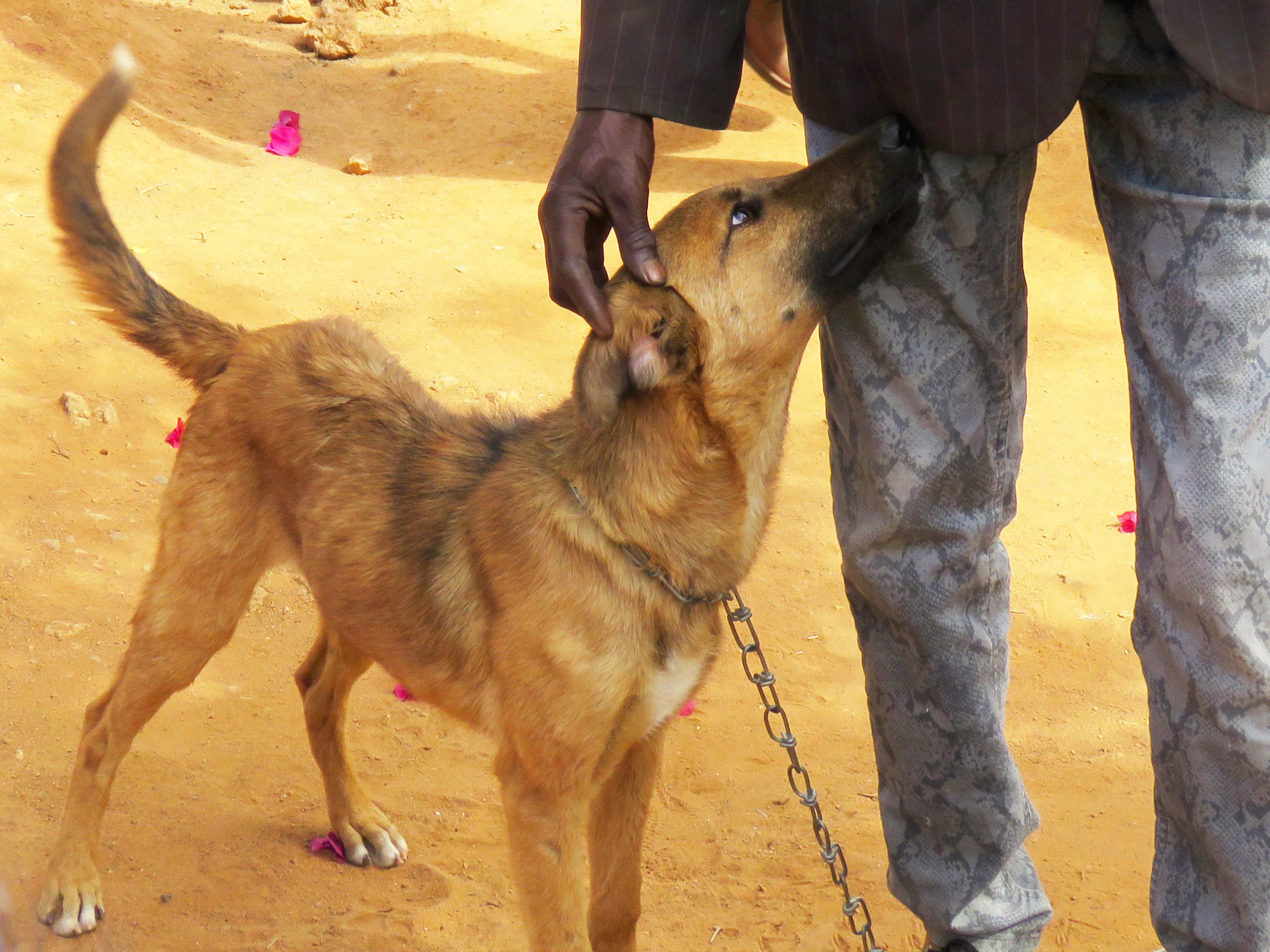 A dog with a chain collar and leash stands beside a person's legs. The person is petting the dog's head.