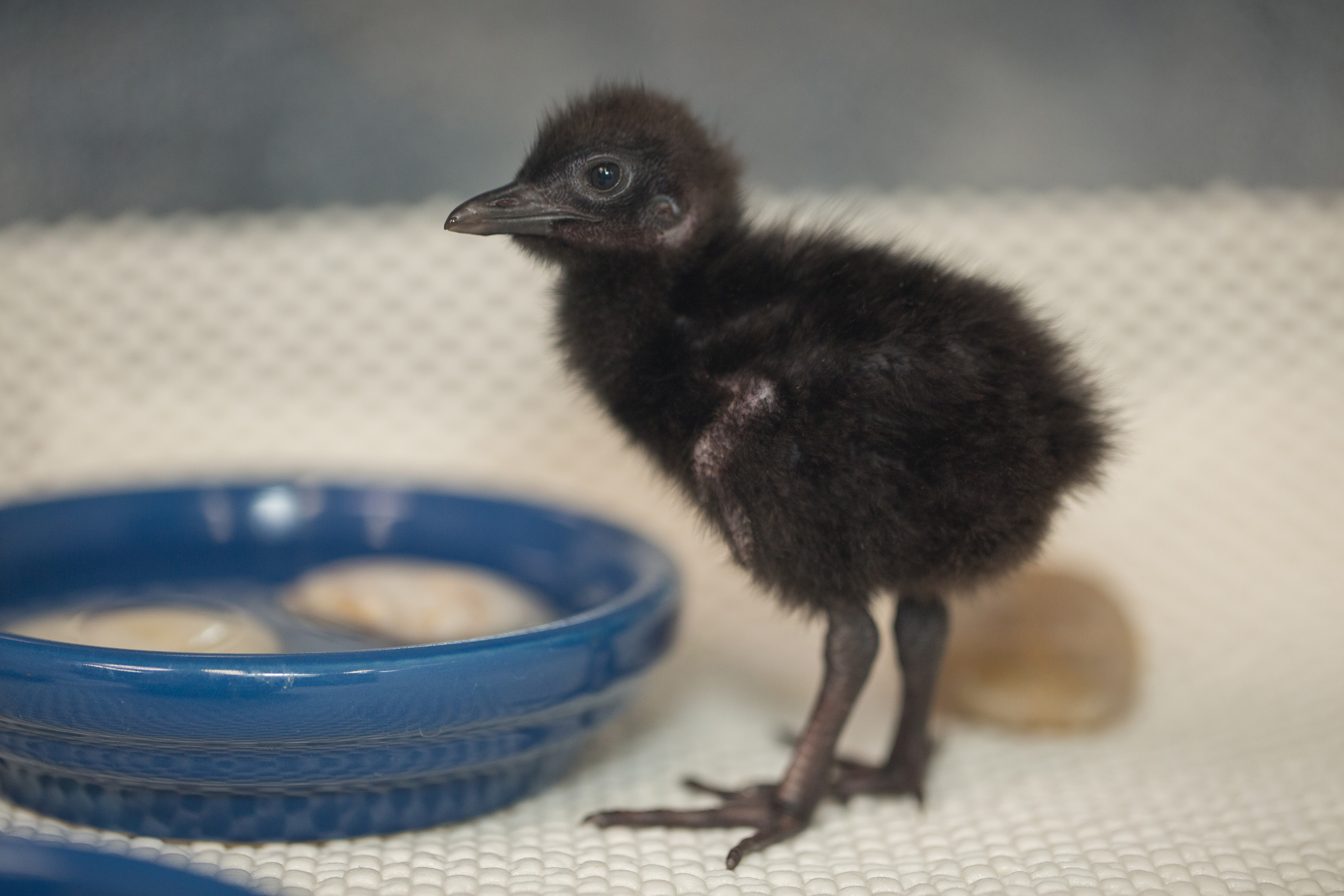 Guam rail chick 