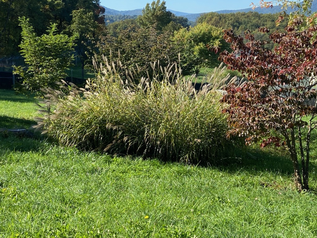 The tall grasses where cheetah mom Rosalie moved her cubs. A sunny field with green grass and tall grasses