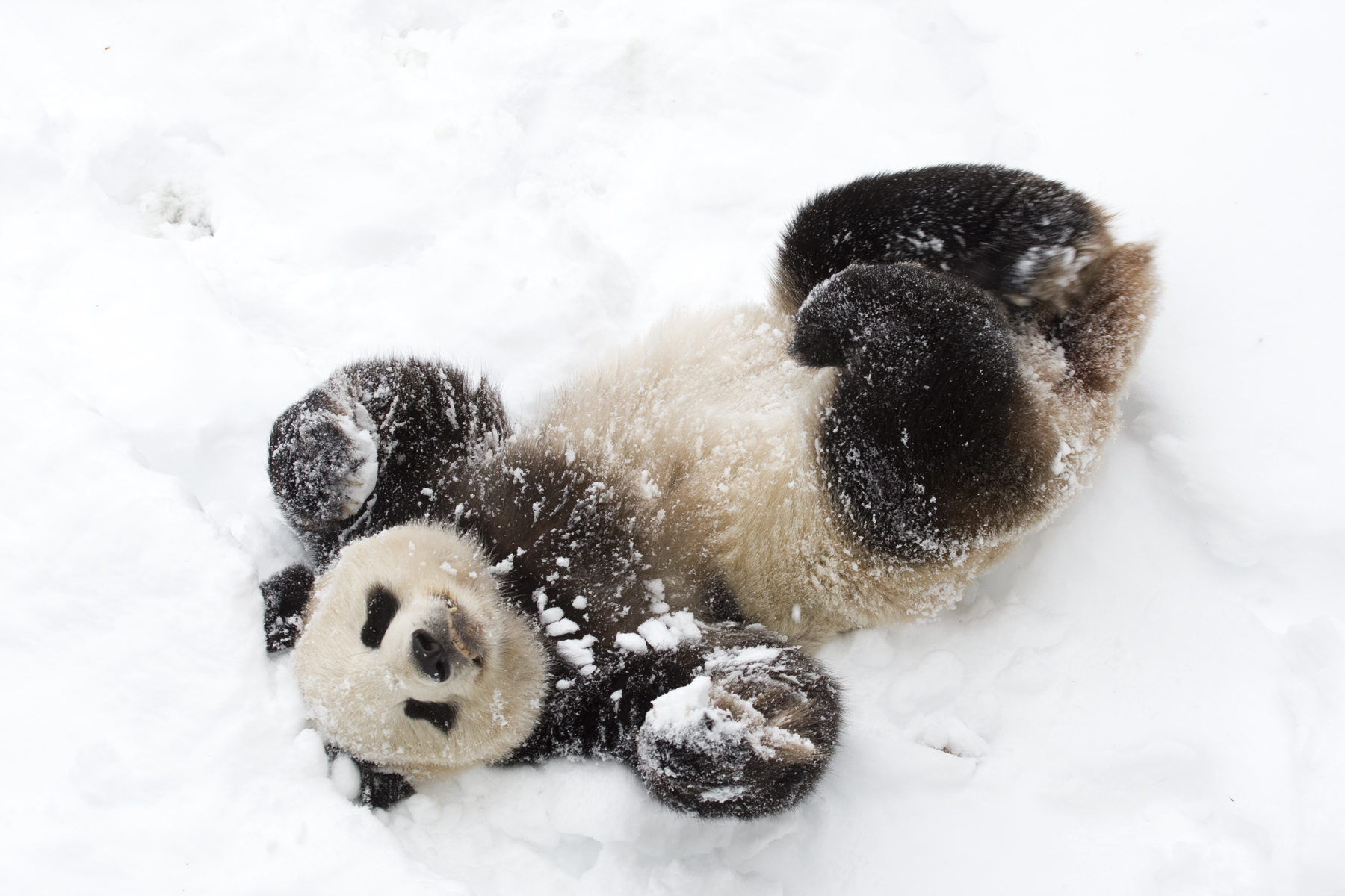 Tian Tian plays in the snow. Giant panda Tian Tian plays in the snow.