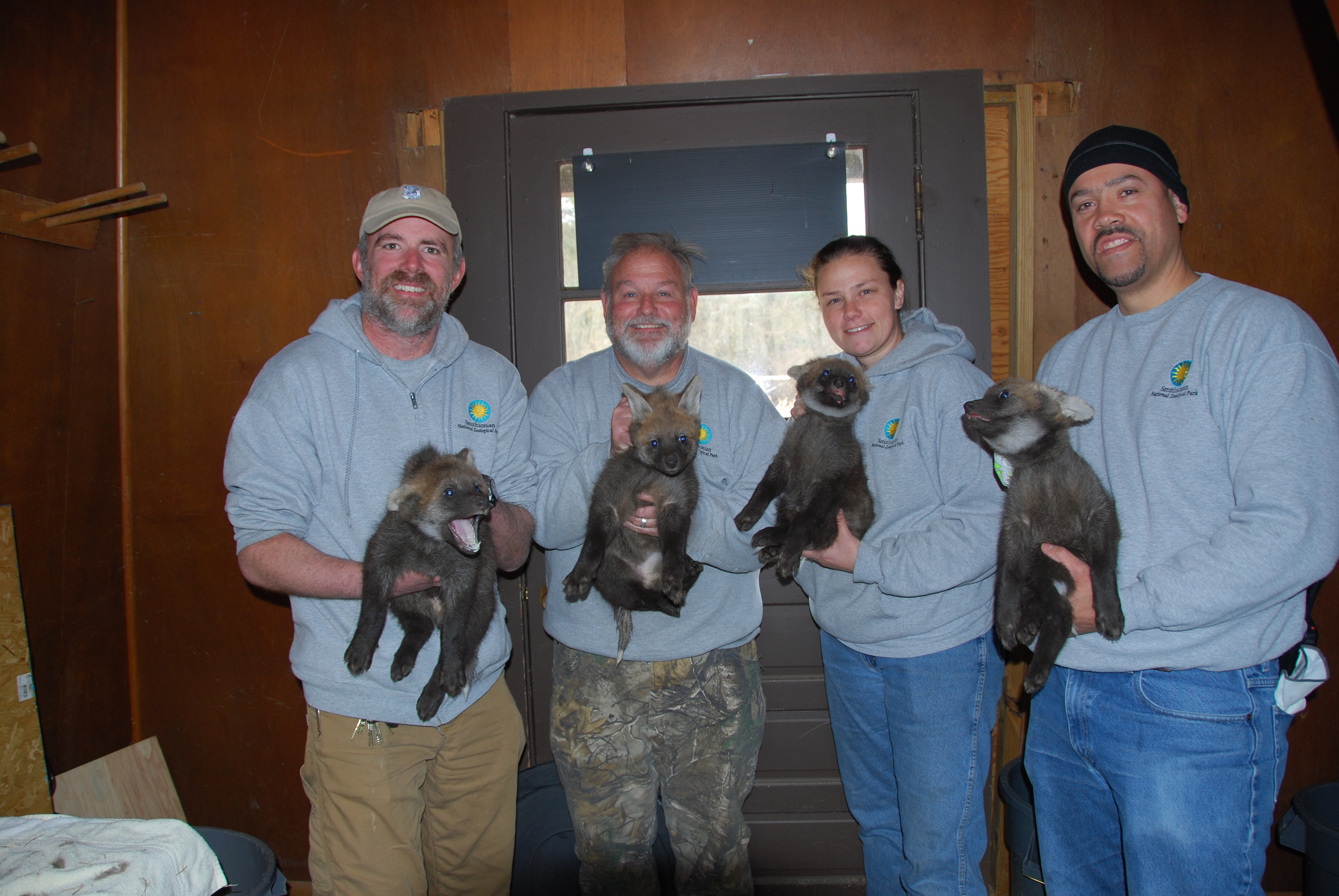 Maned wolf pups at the Smithsonian Conservation Biology Institute at their first veterinary exam Feb. 6, 2018. Maned wolf pups at the Smithsonian Conservation Biology Institute