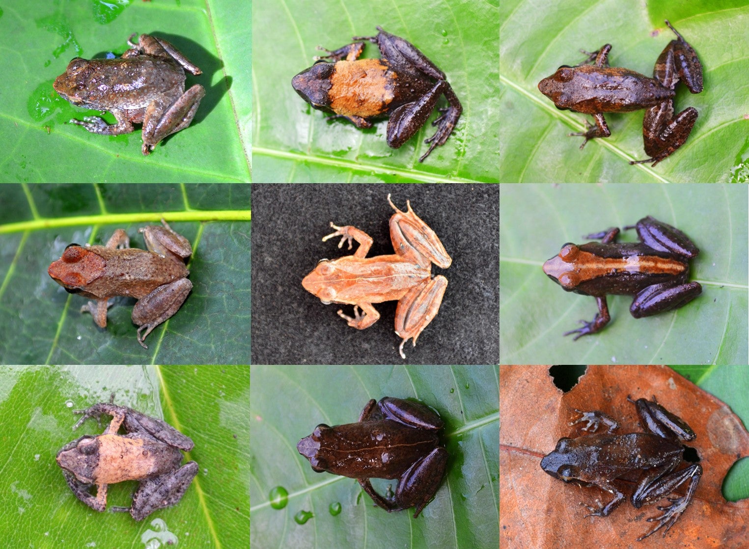 DNA barcoding revealed that these frogs all belong to the same species: the Eare