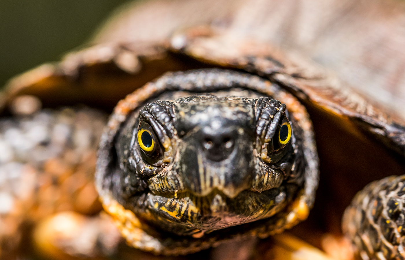 Wood turtles are striking creatures with bright orange scales, yellow plastrons (bellies) and often bright, gold rings around their pupils. In northern populations, turtles tend to be darker and larger to aid in thermoregulation. A close-up photo of a wood turtle's face. The turtle has yellow eyes and black and yellow-orange mottled skin