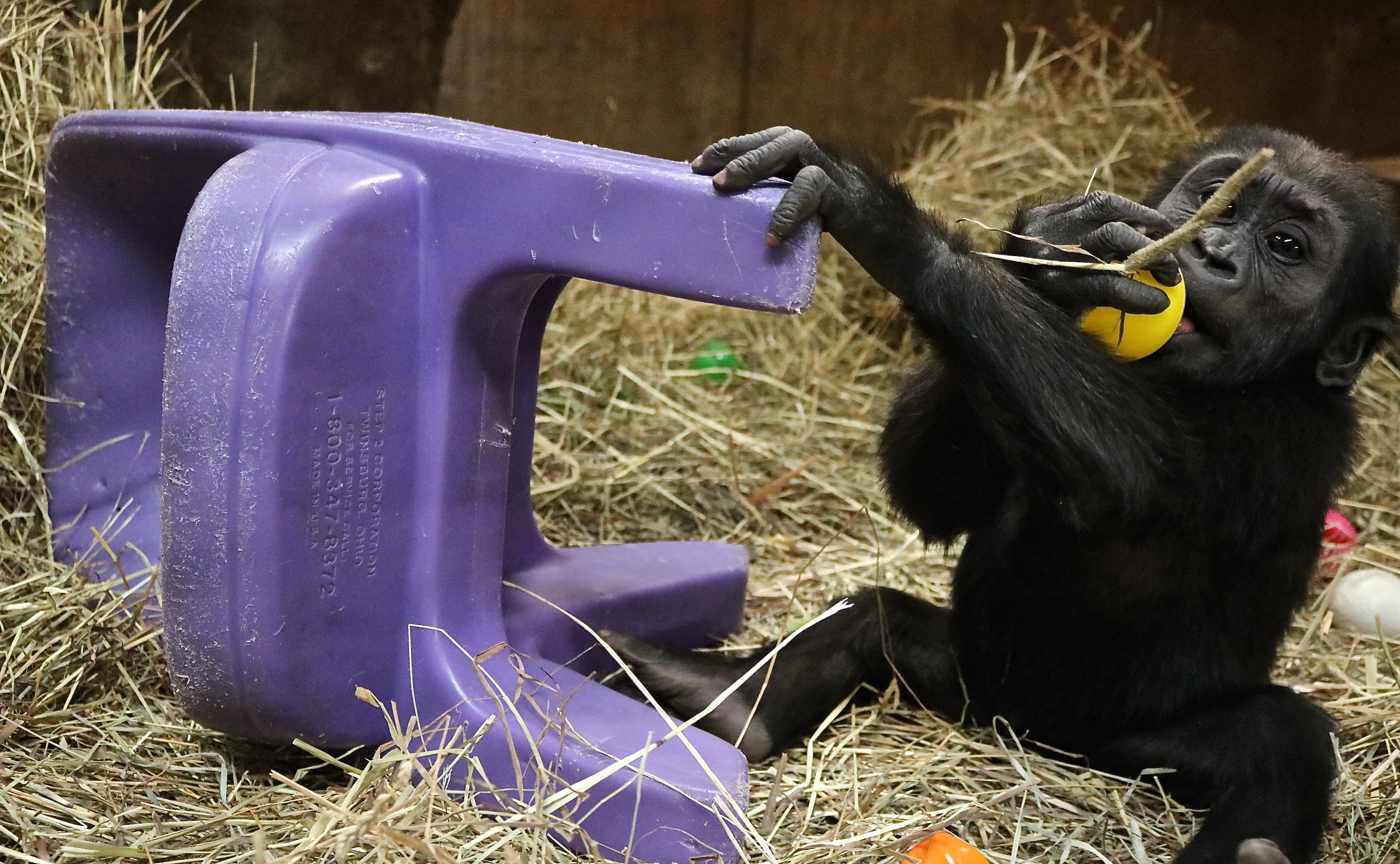 Western lowland gorilla Moke seated next to a purple enrichment chair.