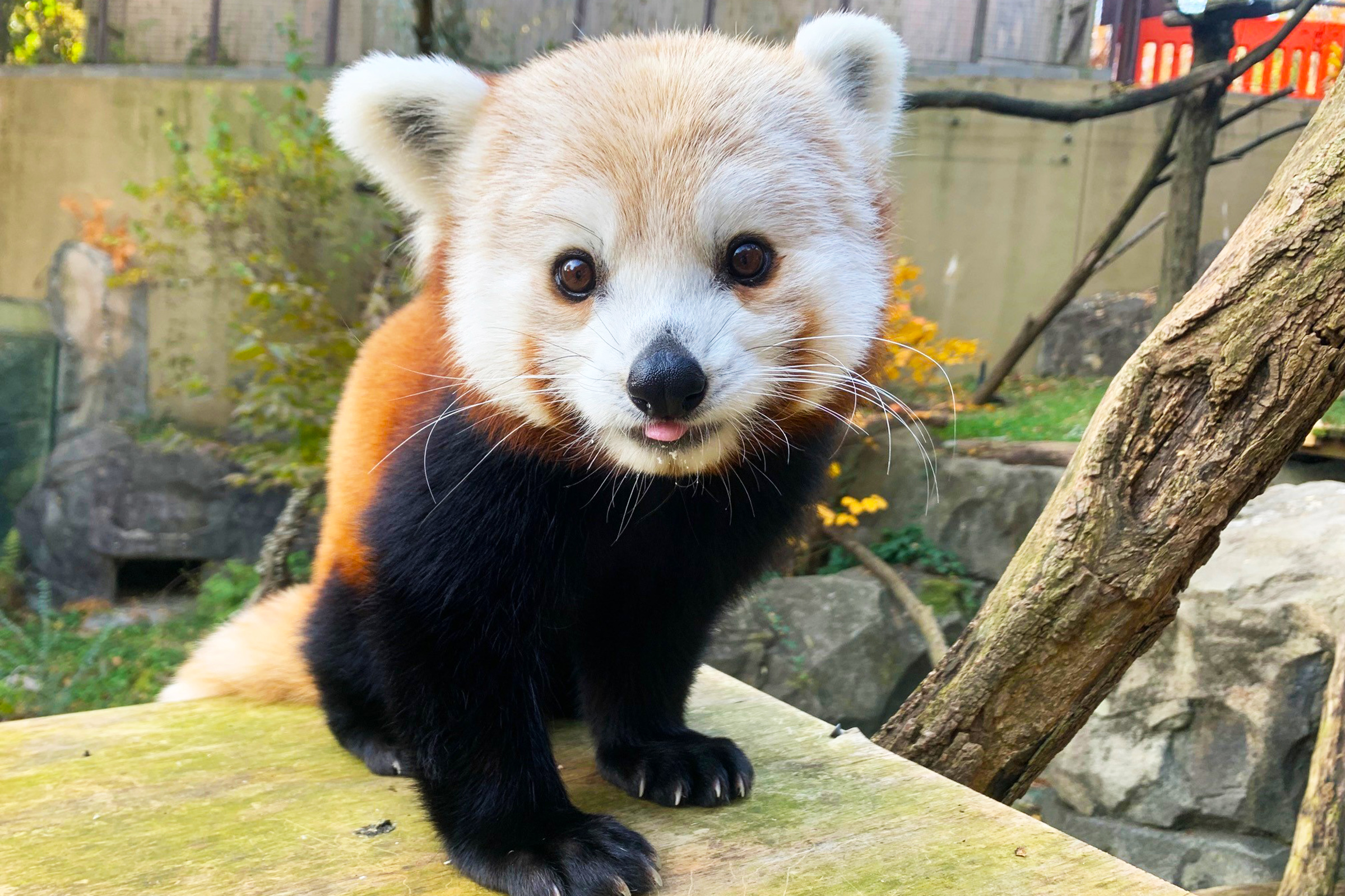 Close-up of red panda Chris-Anne sitting in her outdoor habitat. 