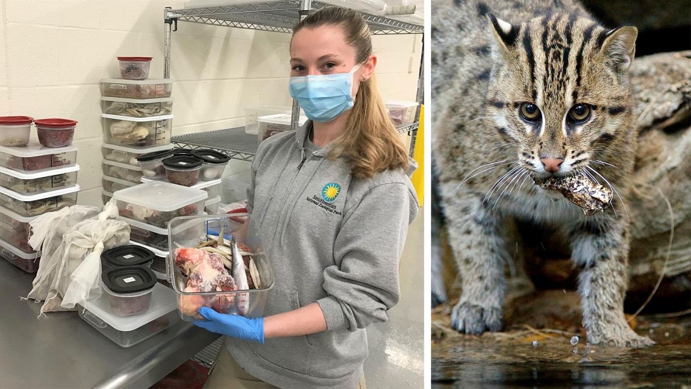 Commissary keeper Kaitlyn Adkins prepares a fishing cat diet.
