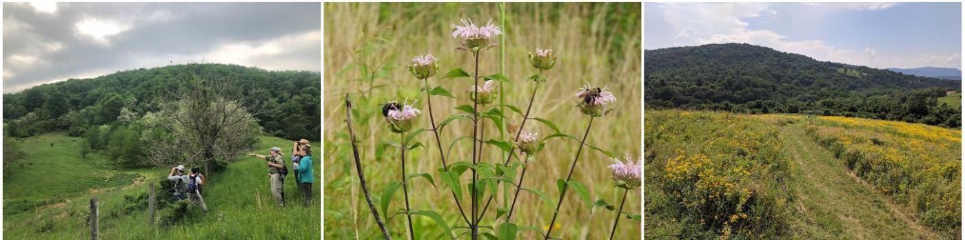 grassland biodiversity