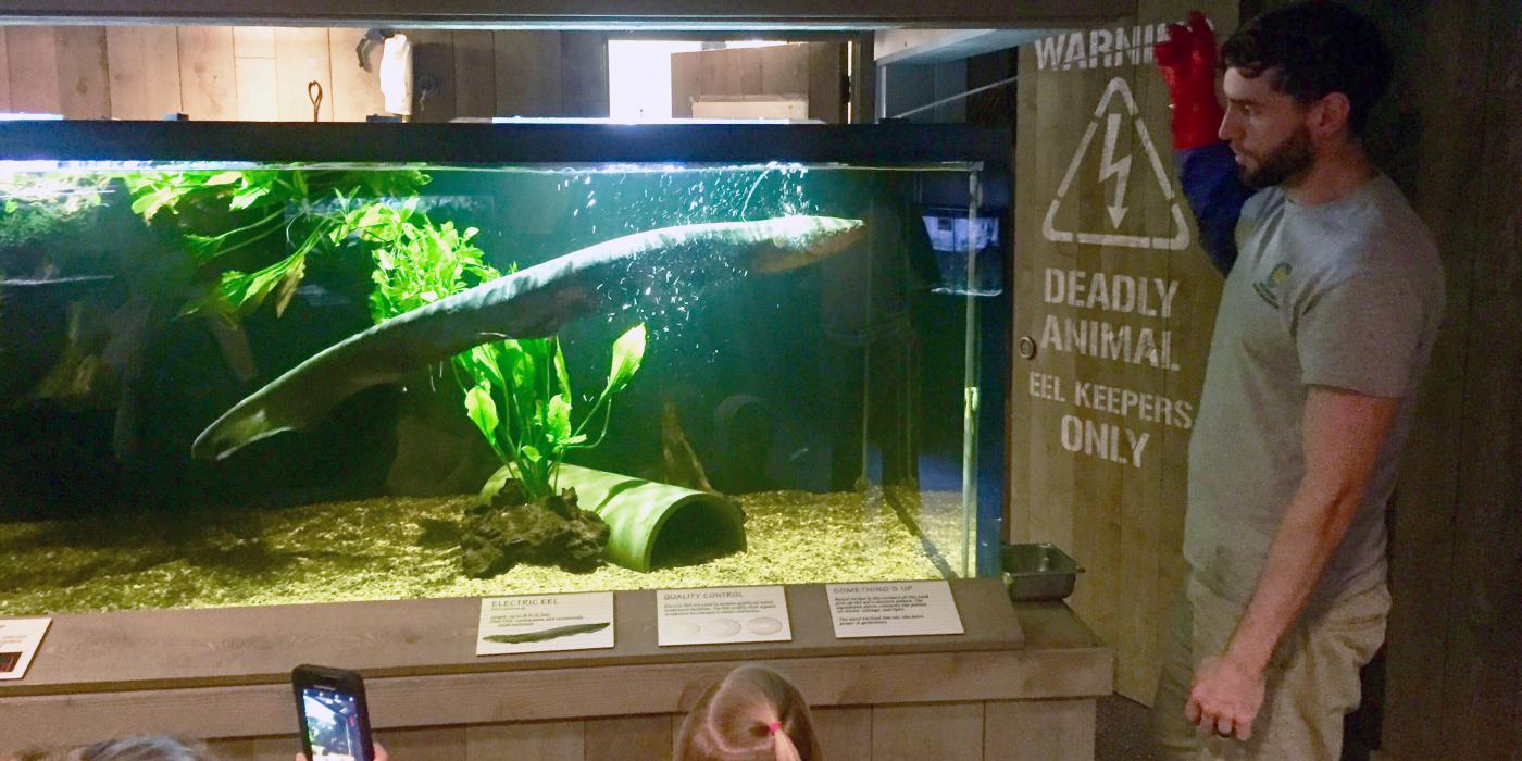 Amazonia keeper Denny Charlton feeds the electric eel.