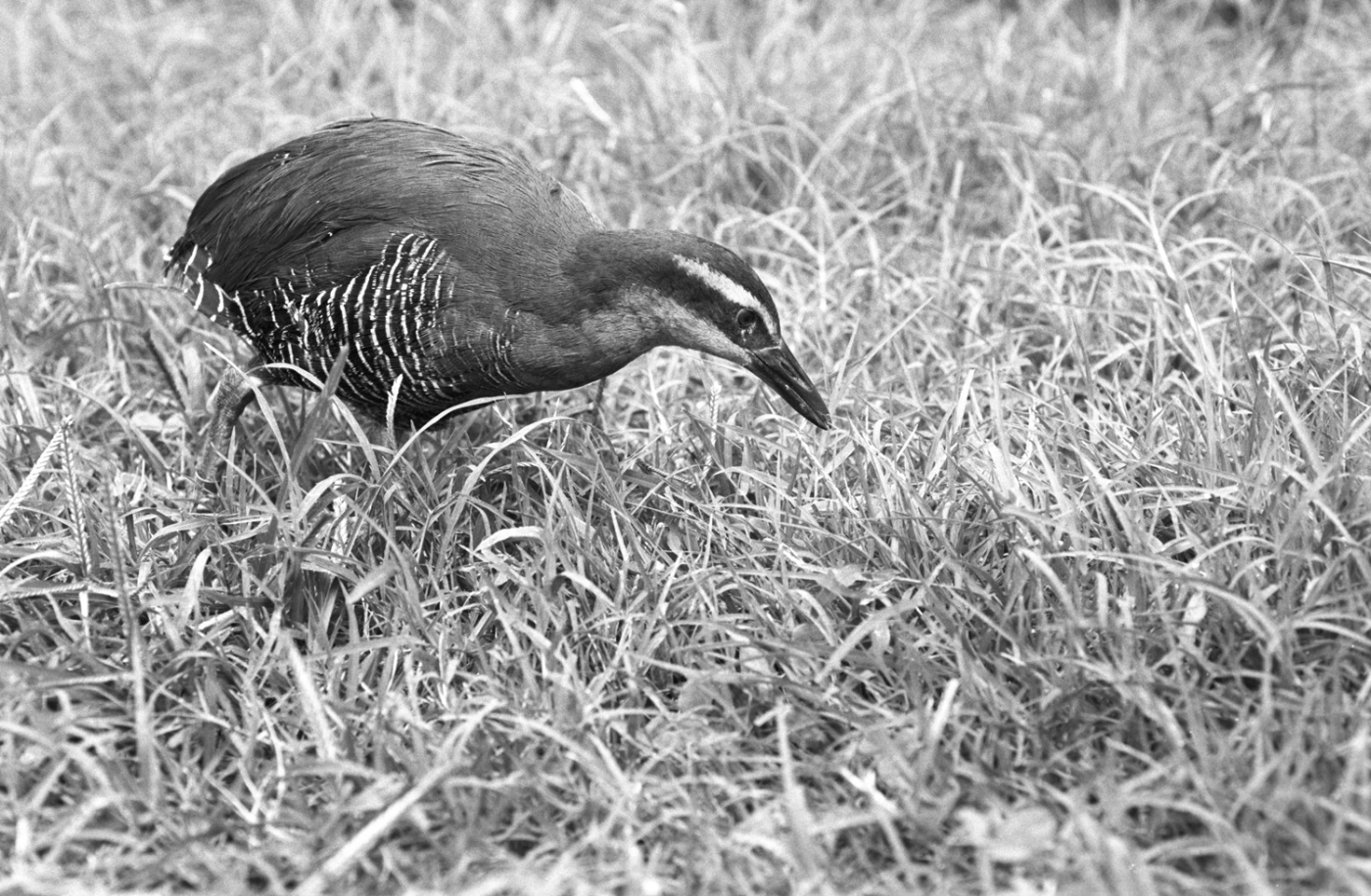A black-and-white image of a small bird, called a Guam rail, walking through the grass at the Smithsonian Conservation Biology Institute in 1994