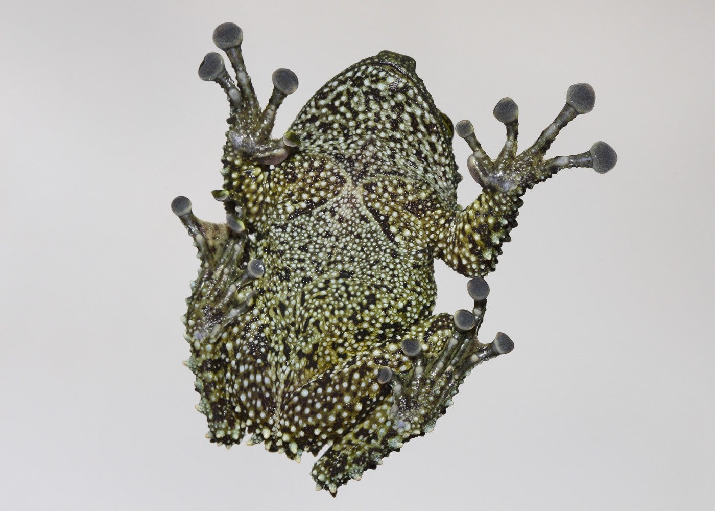 Underside of a Vietnamese mossy frog